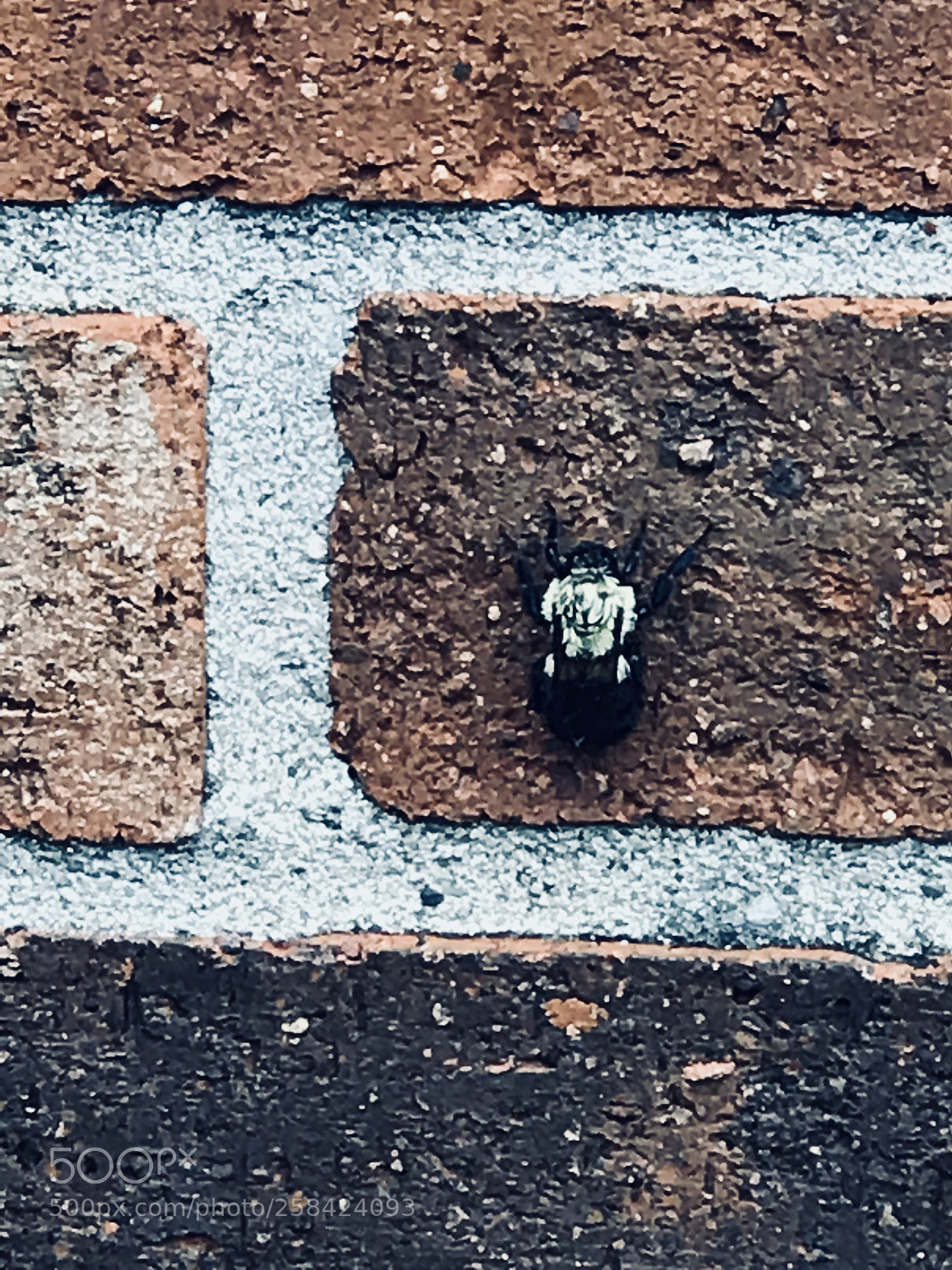 Apple iPhone 7 Plus sample photo. Lion bee photography