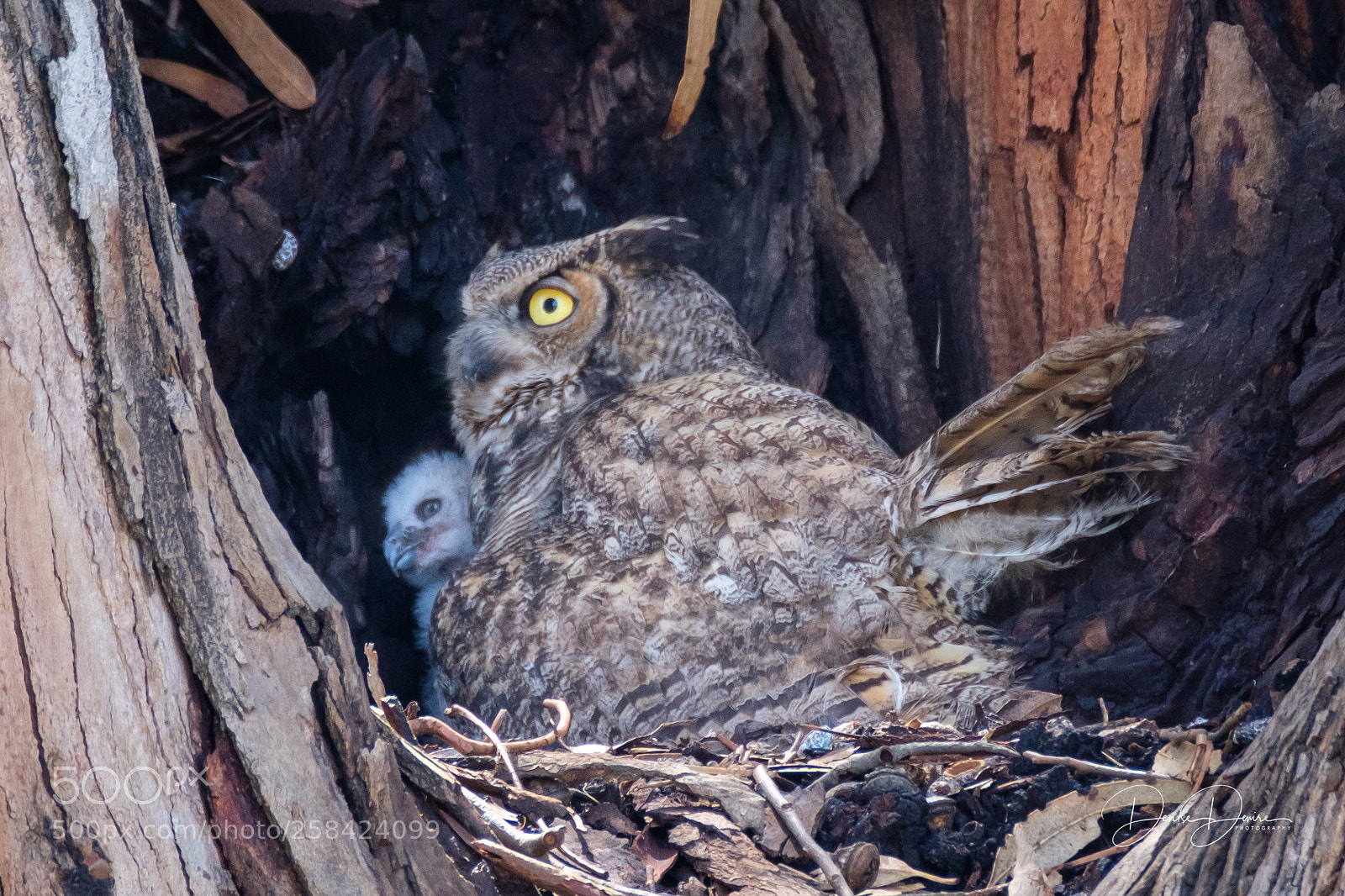 Fujifilm X-T2 sample photo. Great horned owl photography