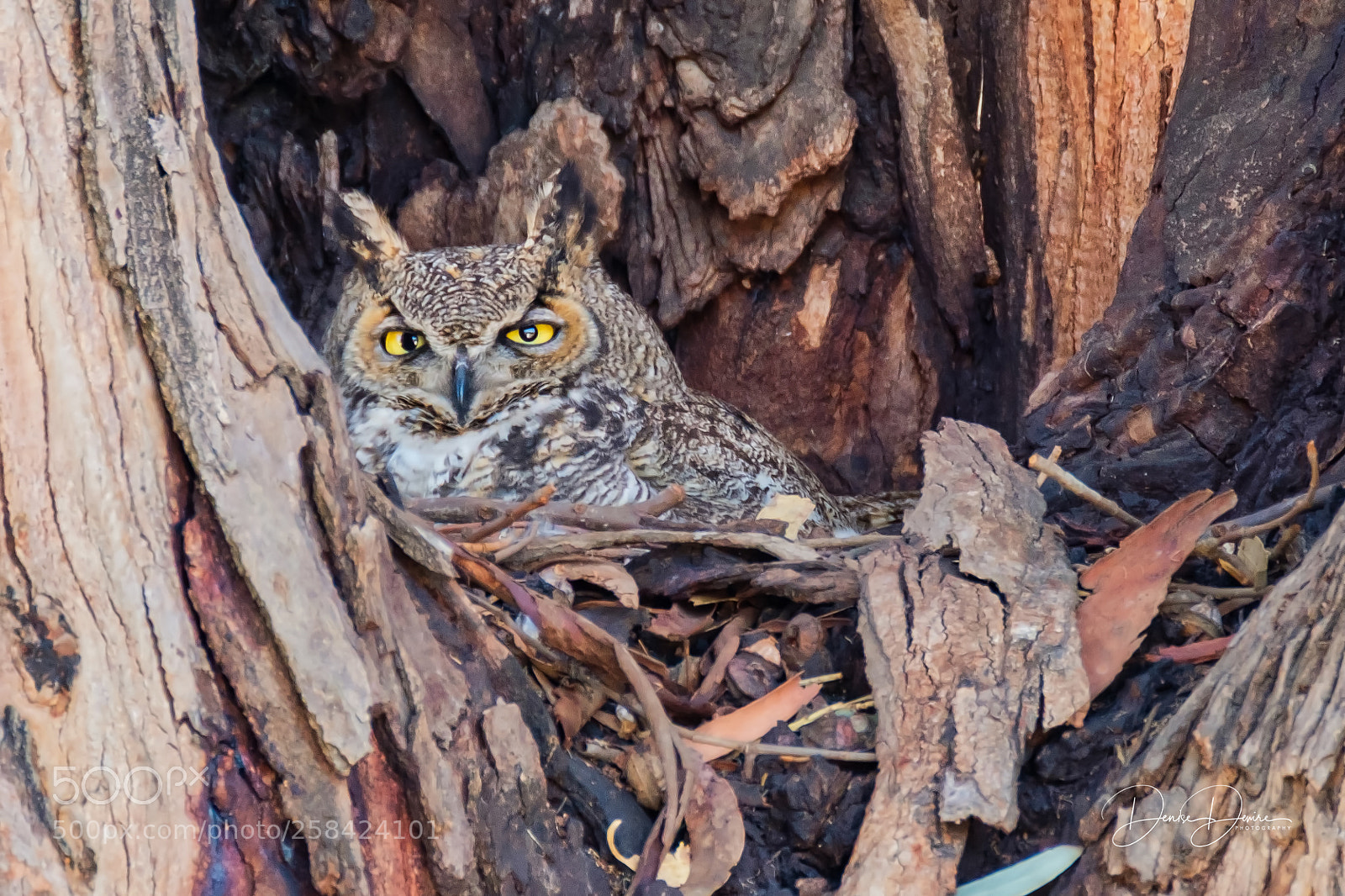 Fujifilm X-T2 sample photo. Olivia, great horned owl photography