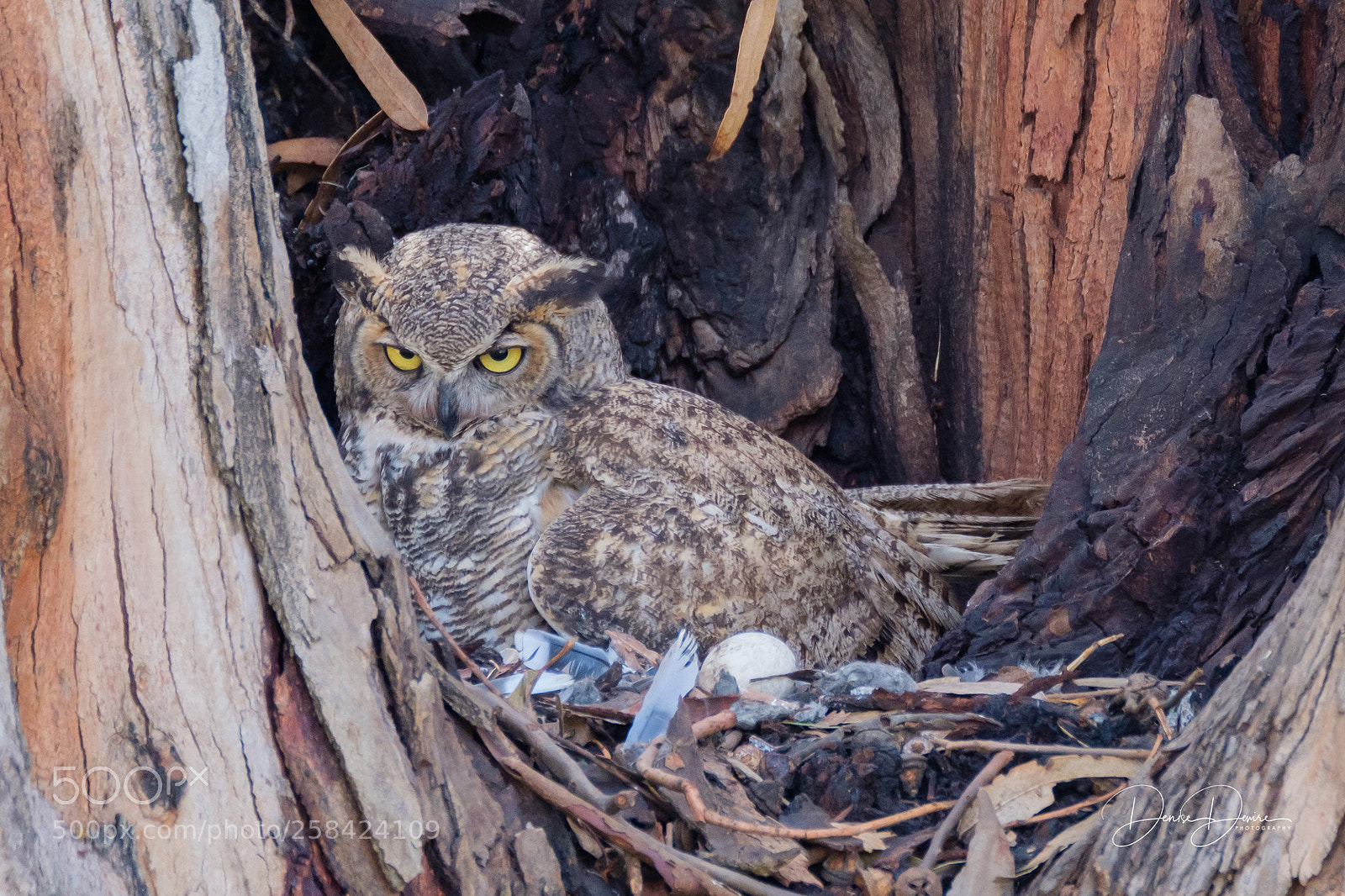 Fujifilm X-T2 sample photo. Great horned owl photography