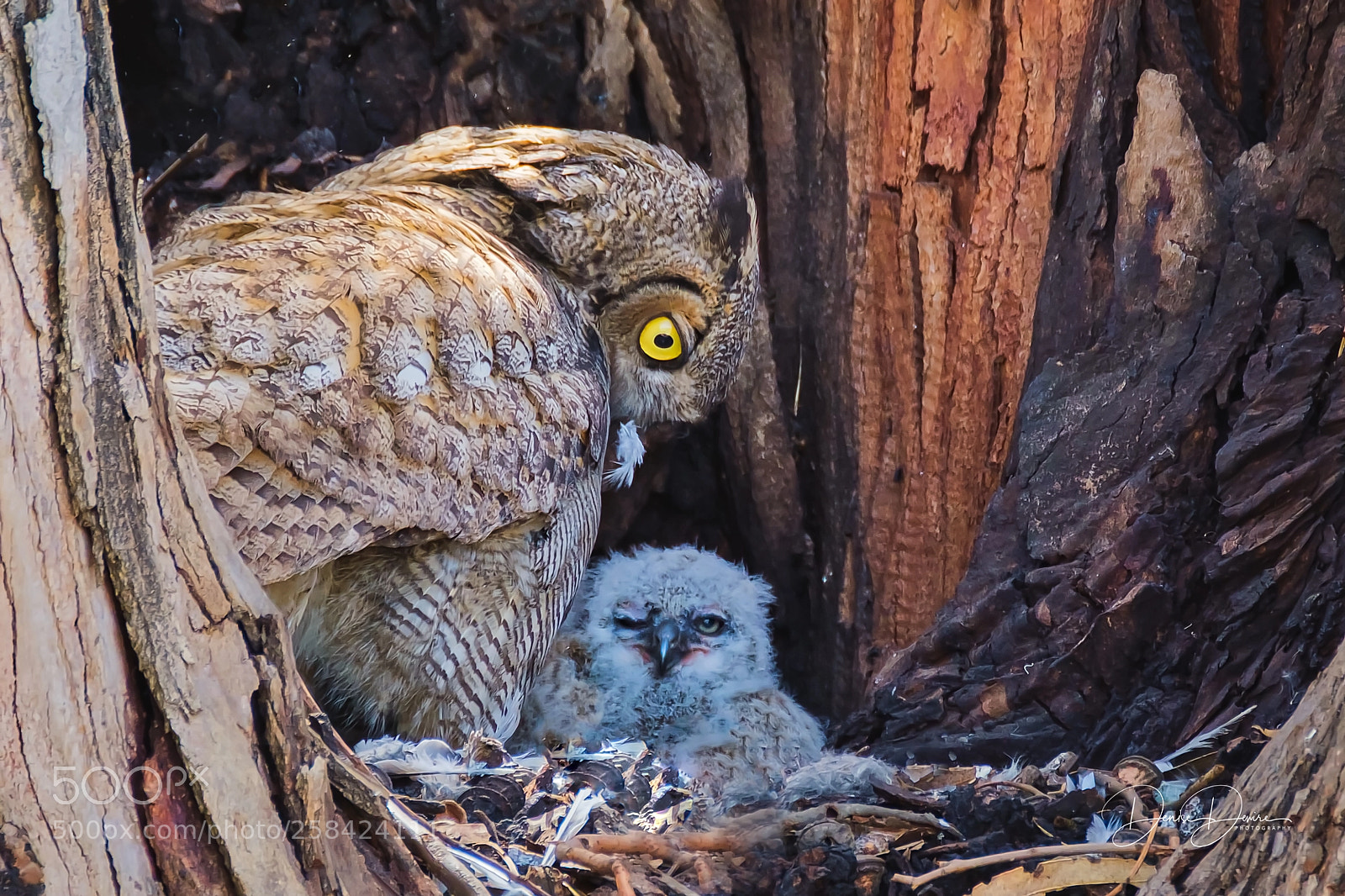Fujifilm X-T2 sample photo. Great horned owl photography