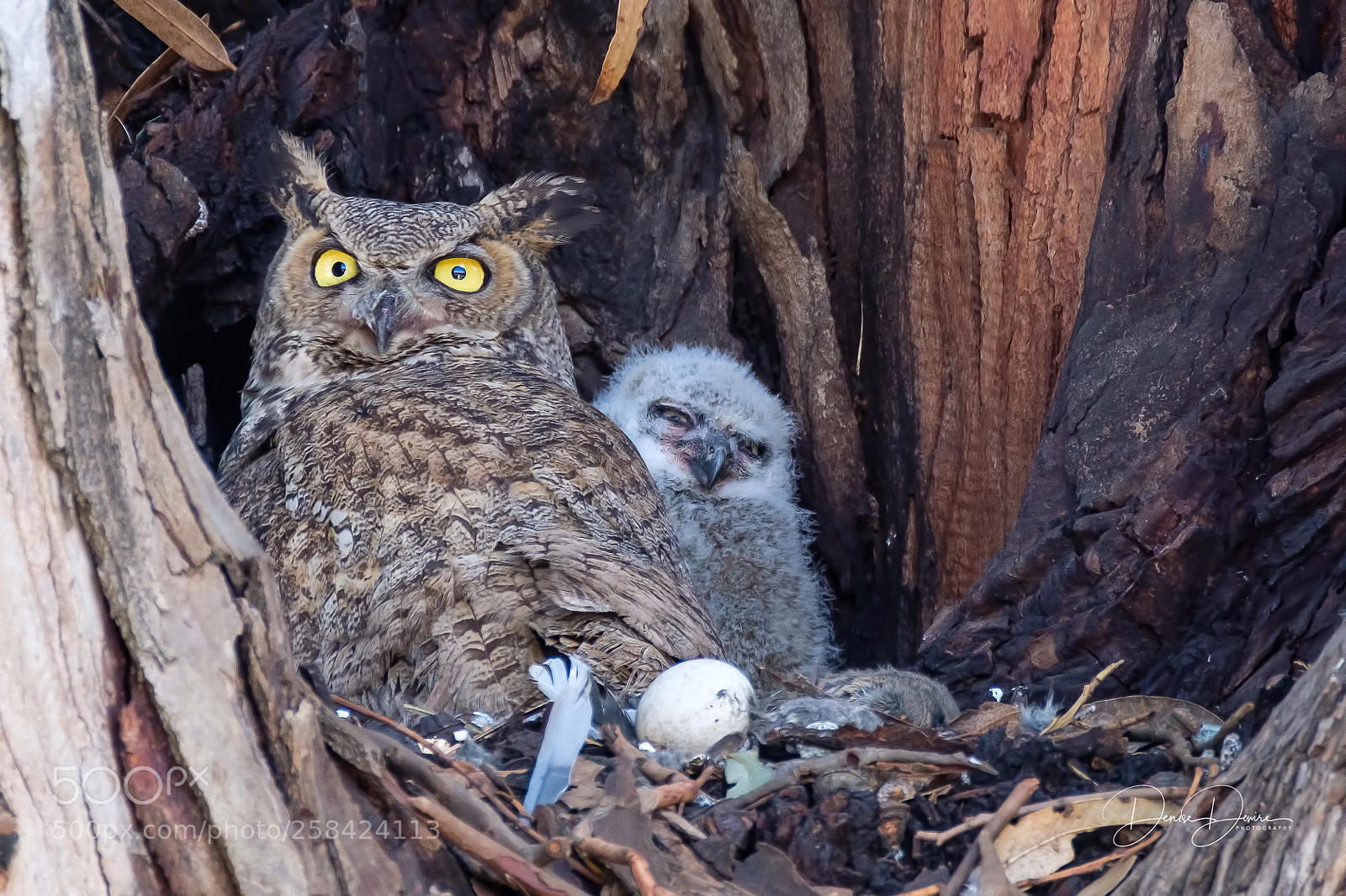 Fujifilm X-T2 sample photo. Great horned owl photography
