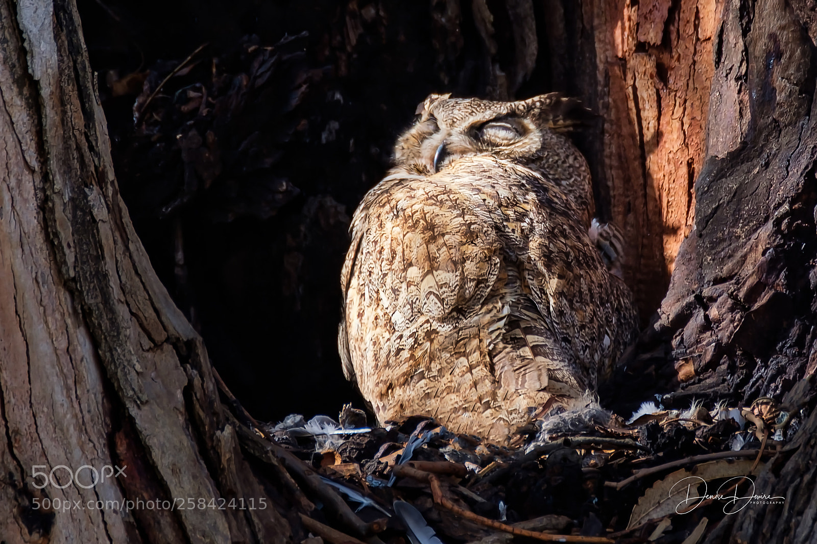 Fujifilm X-T2 sample photo. Great horned owl photography