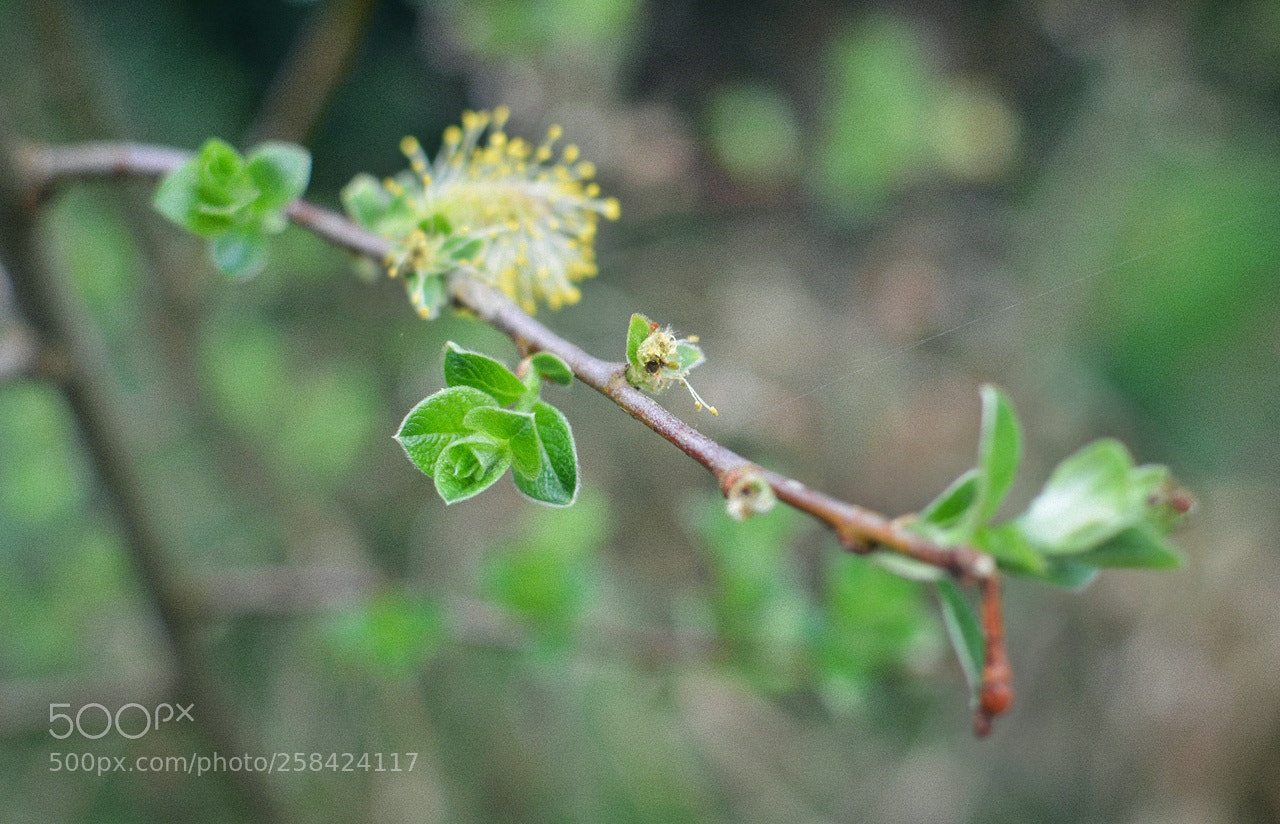 Nikon D3200 + Nikon AF-S DX Nikkor 35mm F1.8G sample photo. *** photography