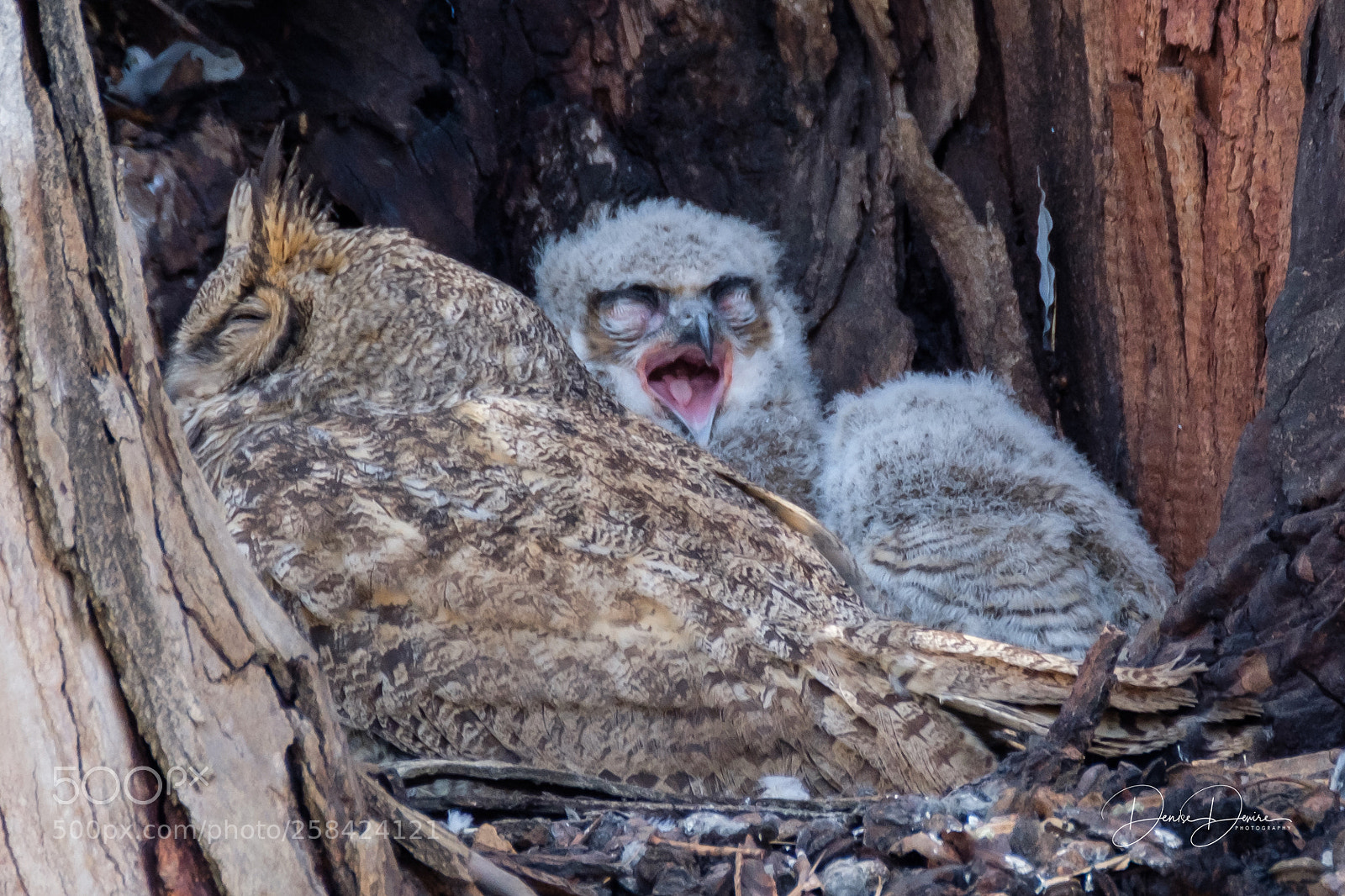Fujifilm X-T2 sample photo. Great horned owl photography