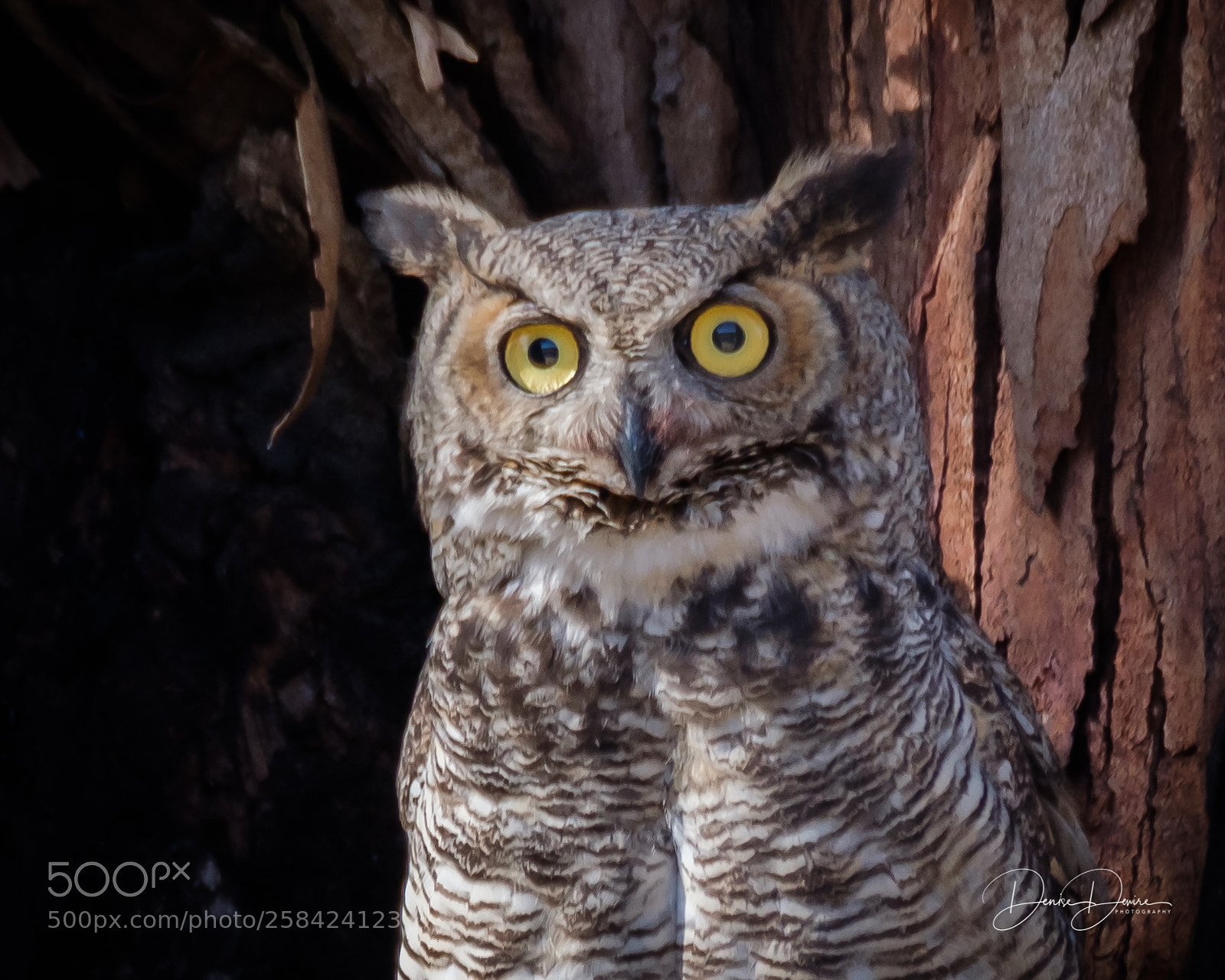 Fujifilm X-T2 sample photo. Great horned owl photography