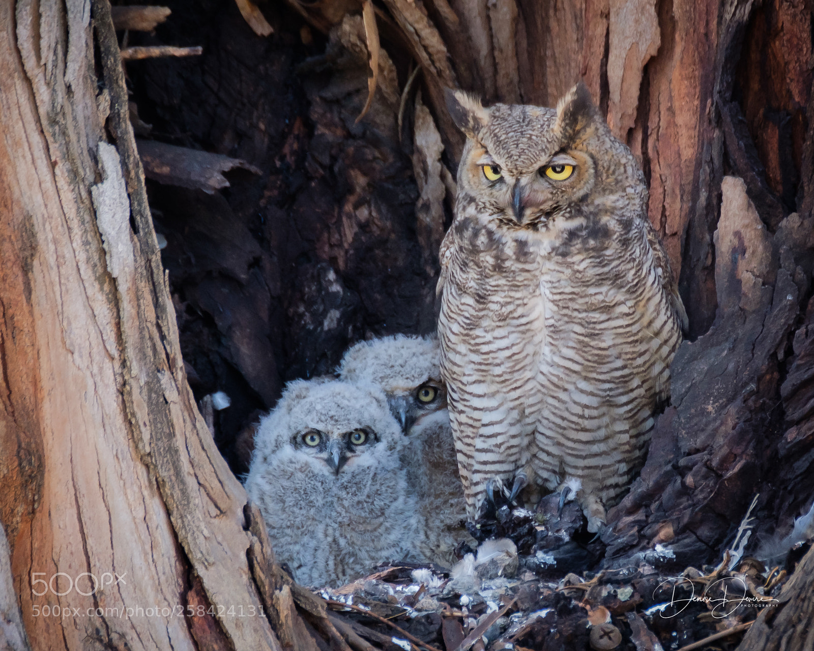 Fujifilm X-T2 sample photo. Great horned owl photography