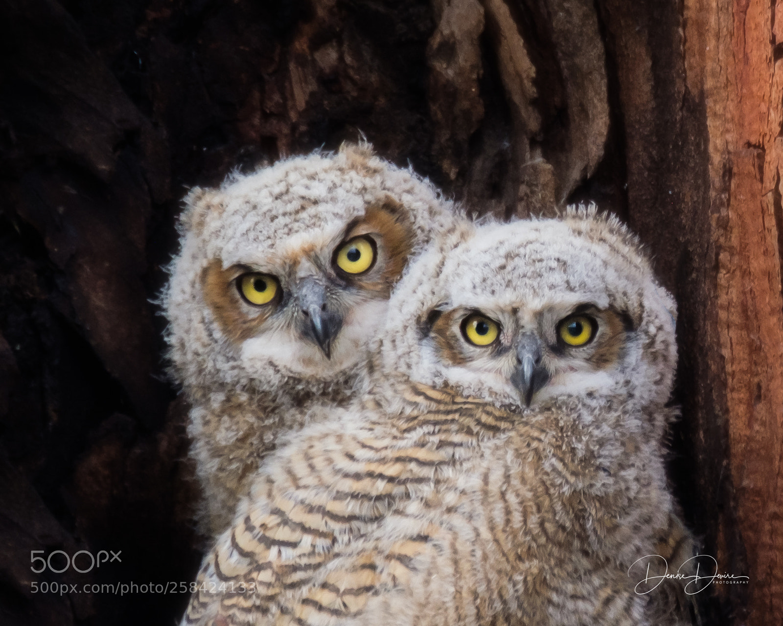 Fujifilm X-T2 sample photo. Great horned owl photography