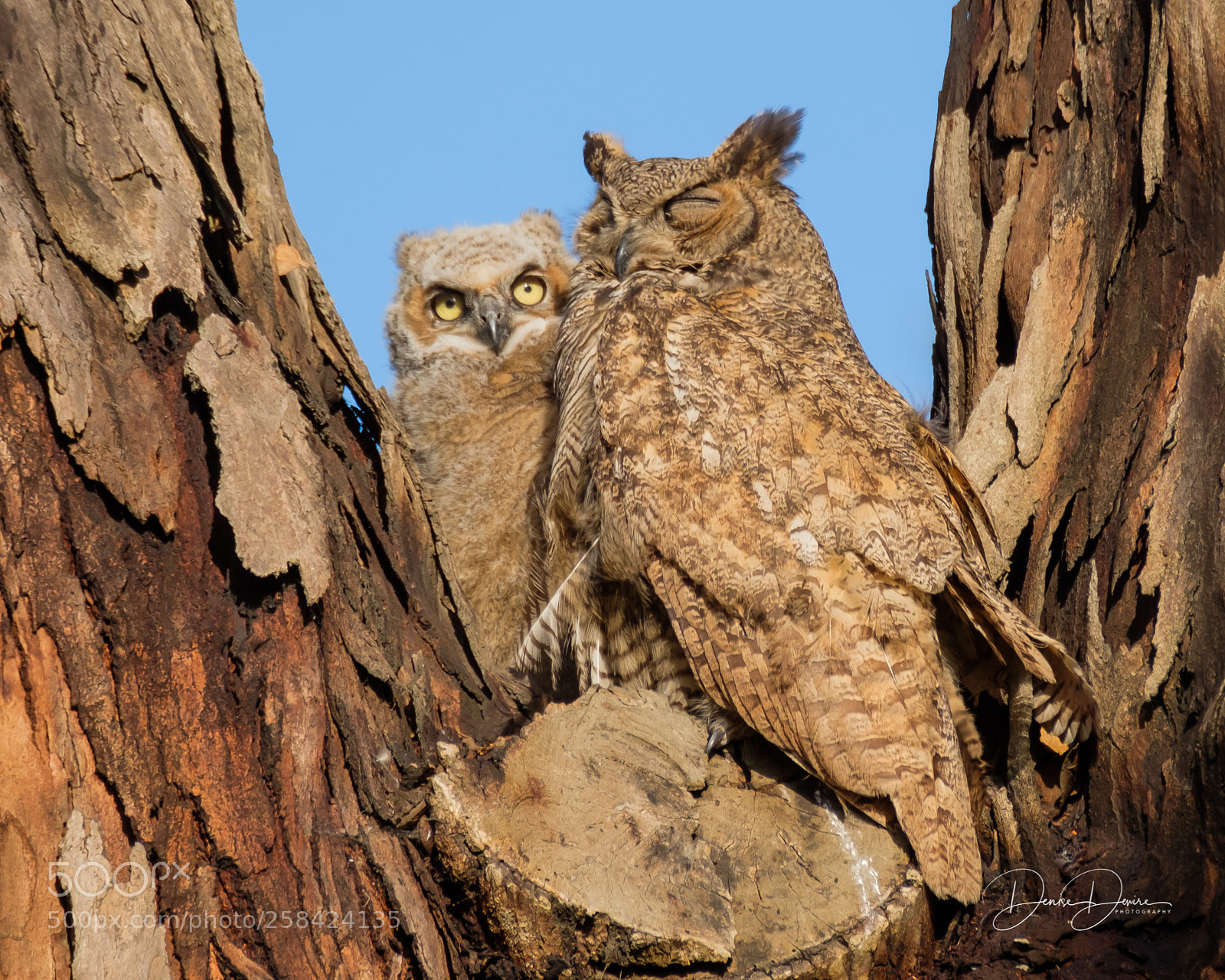 Fujifilm X-T2 sample photo. Great horned owl photography