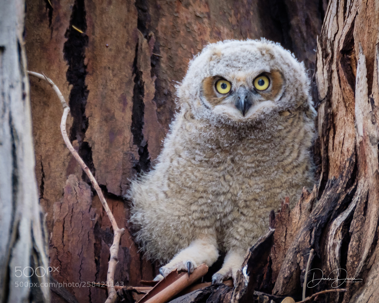 Fujifilm X-T2 sample photo. Great horned owl photography