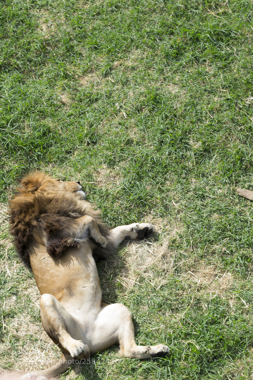Nikon D3100 sample photo. Lion in the zoo photography