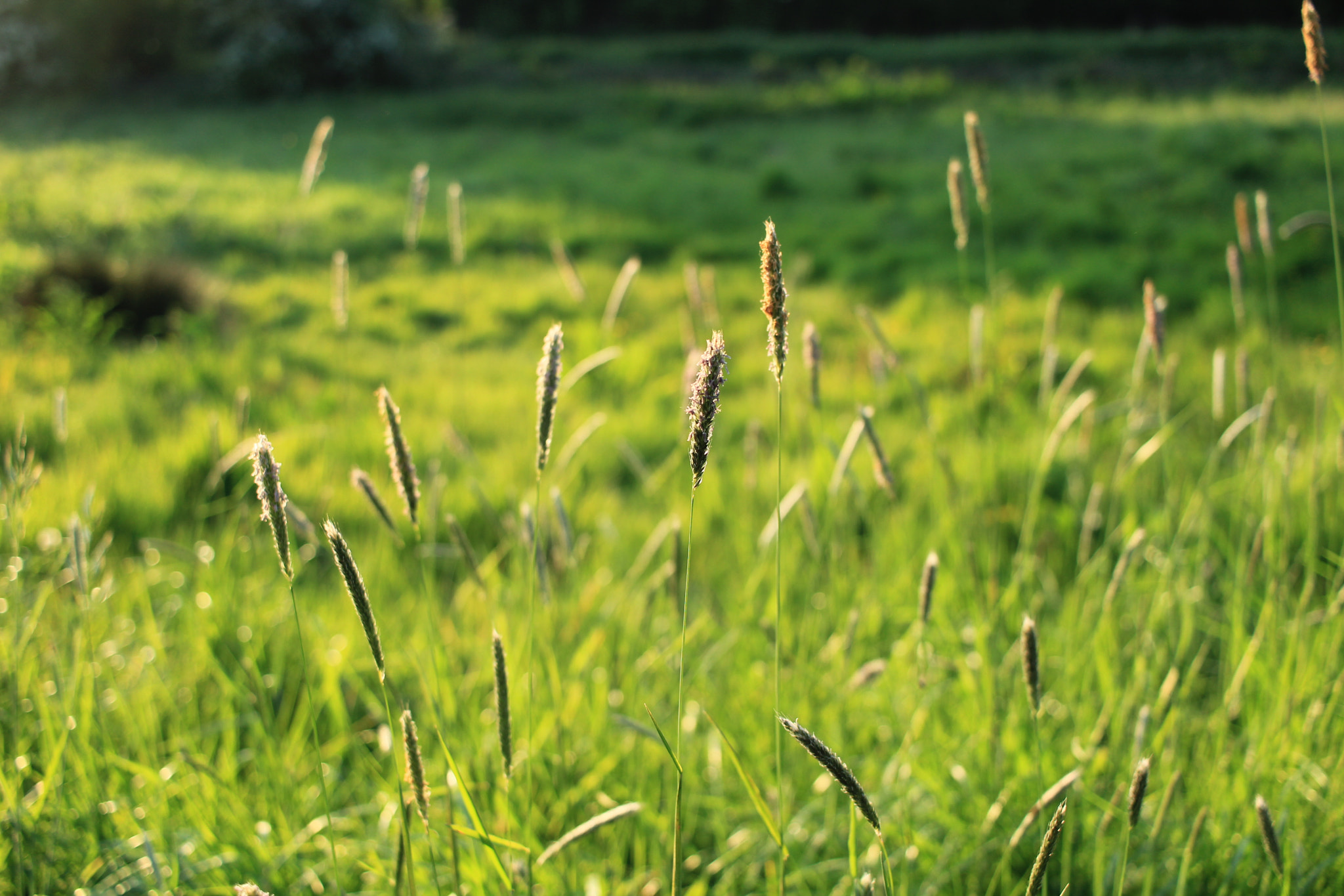 Canon EF-S 24mm F2.8 STM sample photo. Grasses photography