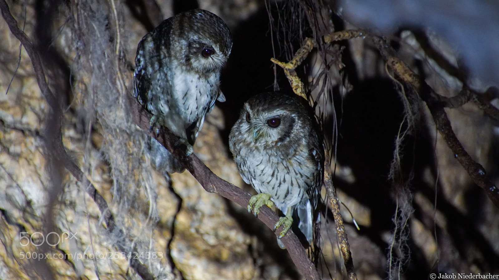 Sony ILCA-77M2 sample photo. Athene cunicularia (kaninchenkauz) photography