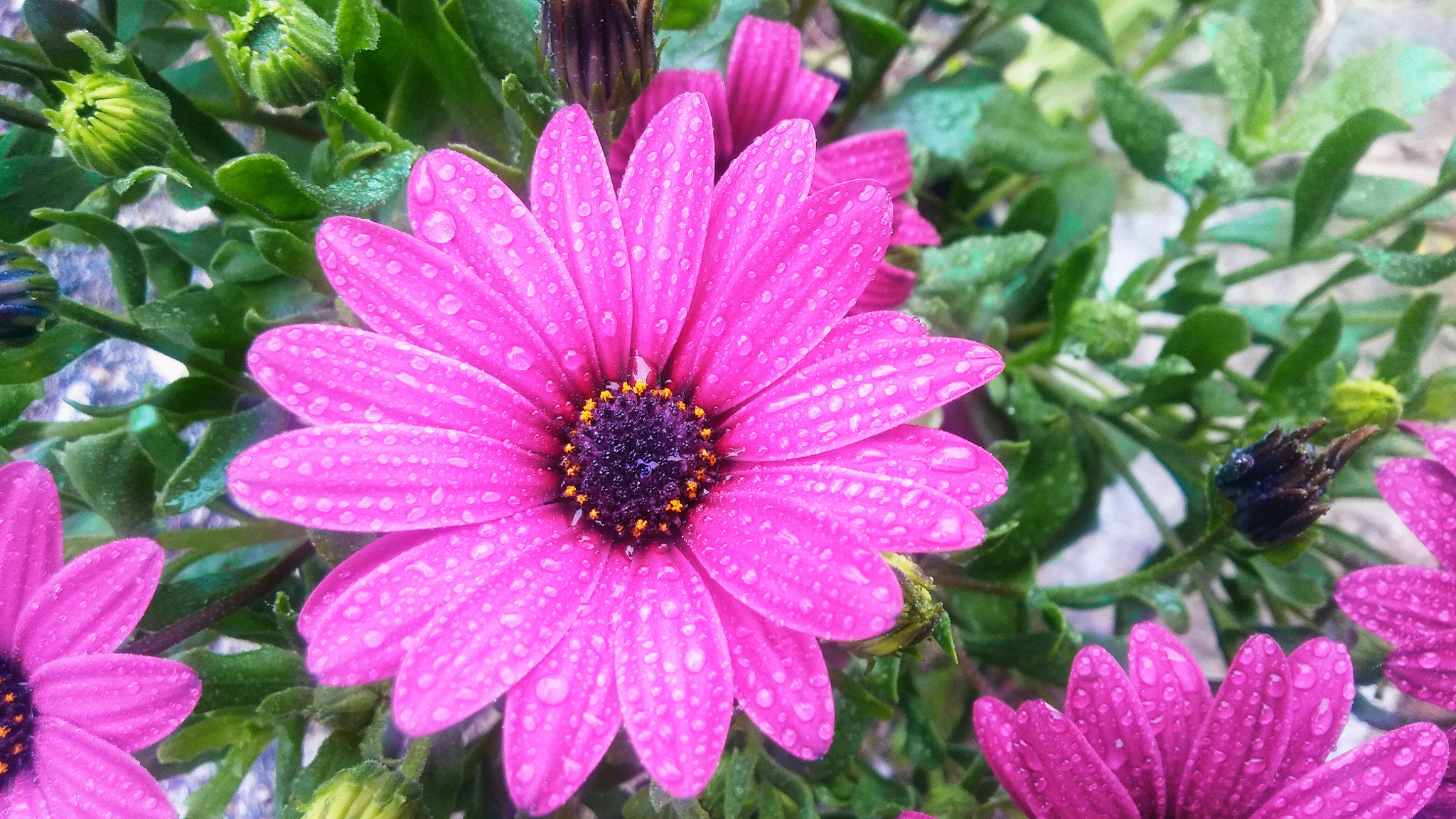 LG K10 sample photo. Daisy flower photography