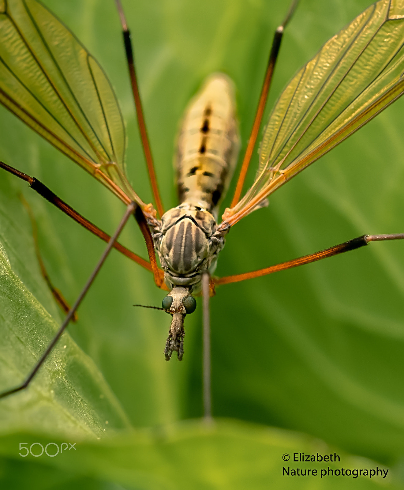 Sigma 105mm F2.8 EX DG OS HSM sample photo. The common crane fly (tipula luna) photography