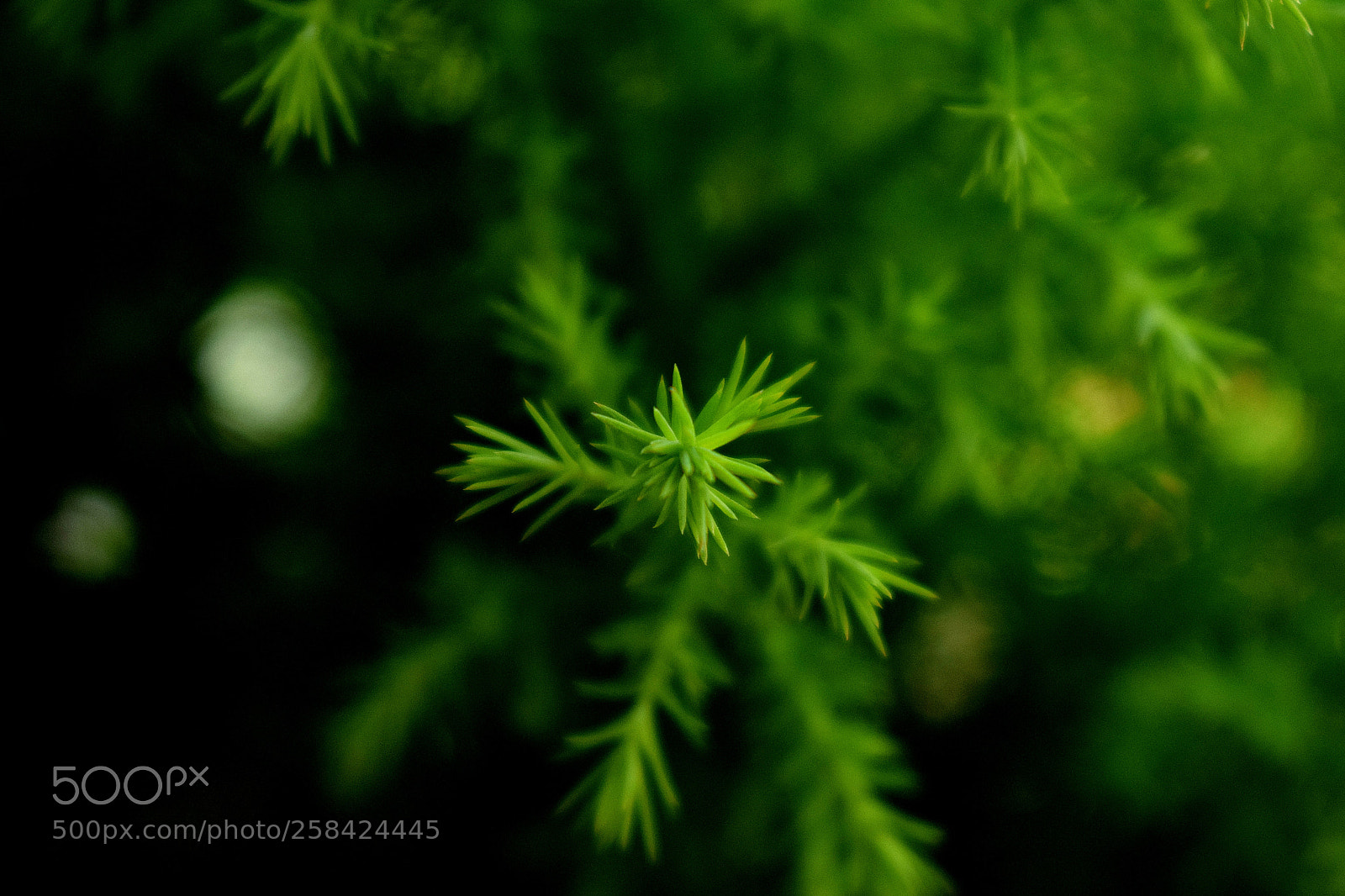 Nikon D3300 sample photo. Untitled photography