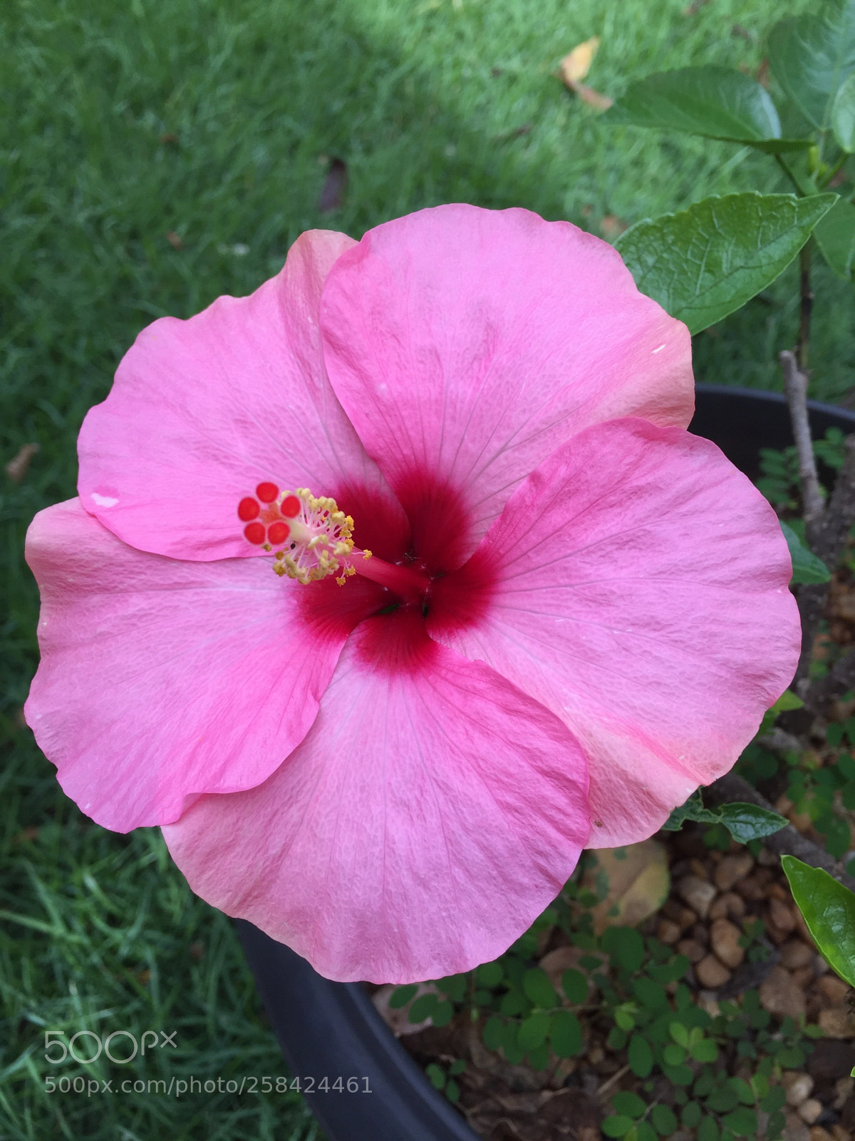 Apple iPhone 6 sample photo. Ibisco  photography