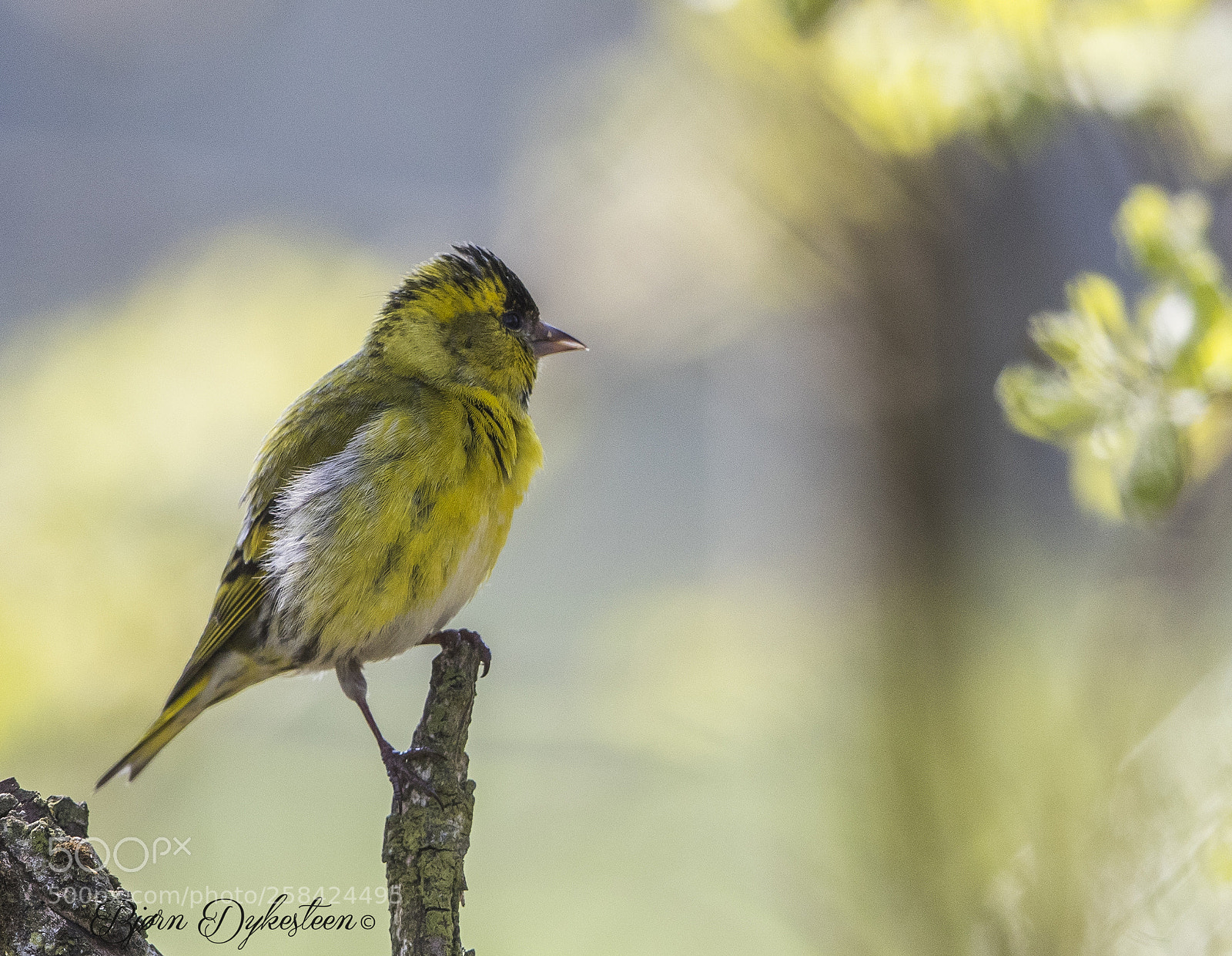 Canon EOS-1D X Mark II sample photo. Eurasian siskin photography