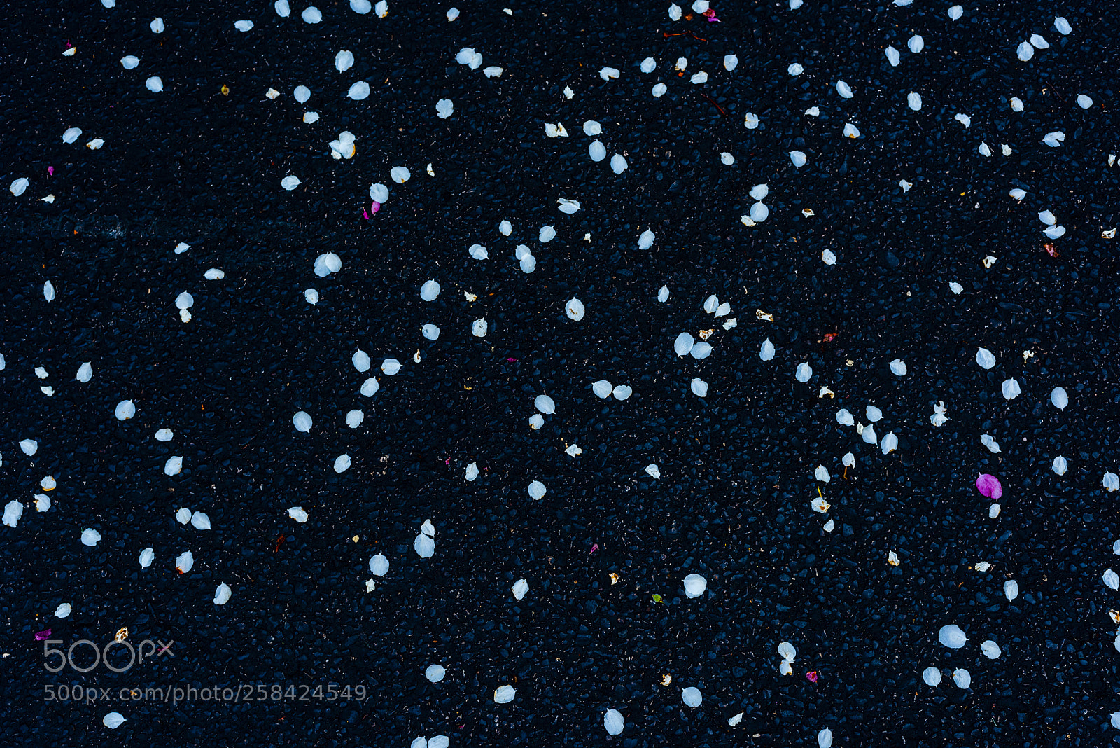 Nikon D810 sample photo. Flower petals photography