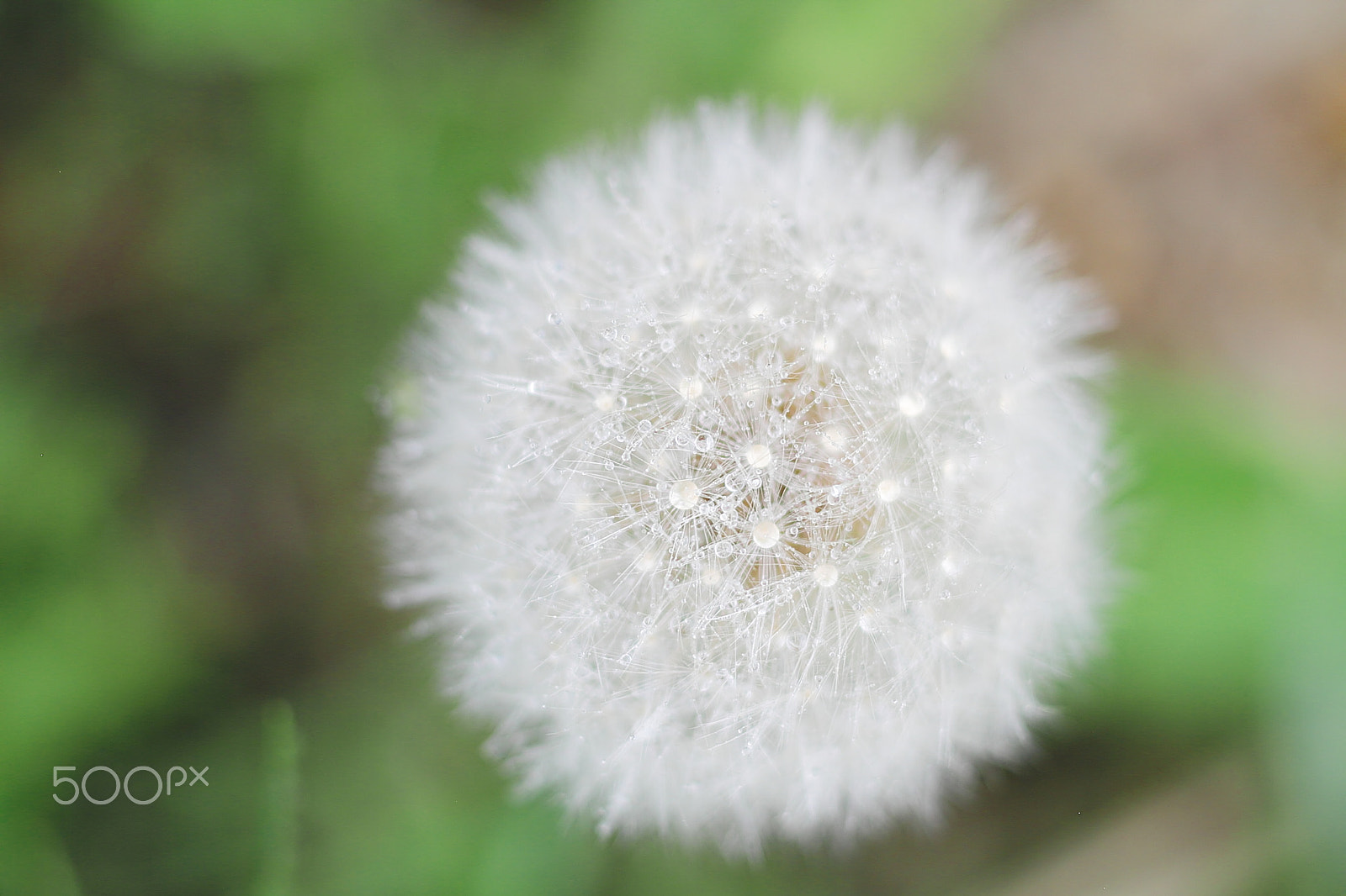 Canon EOS 7D + Canon EF 50mm F1.8 II sample photo. Dandelion seeds photography