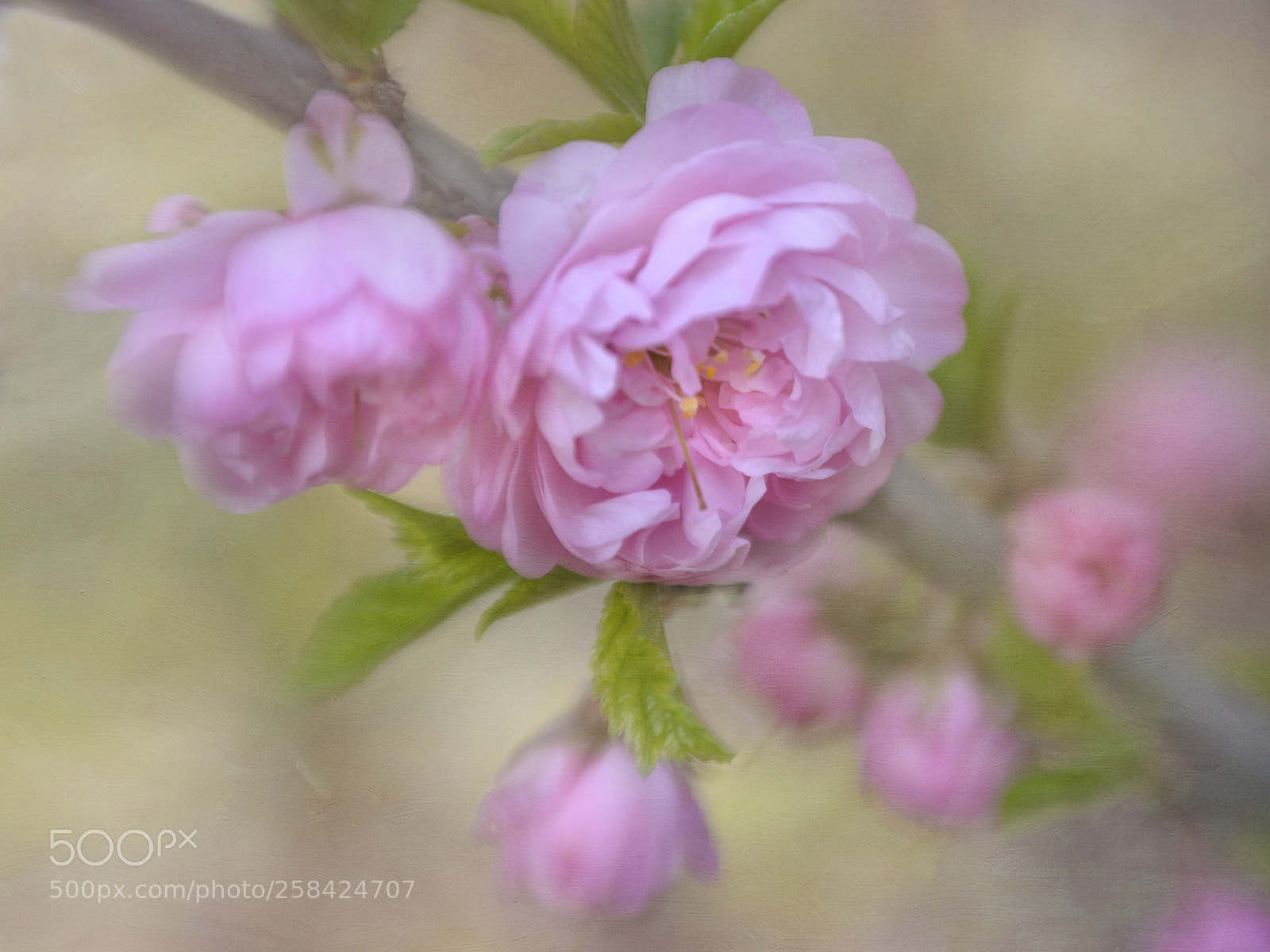 Nikon D7000 sample photo. Pretty in pink photography