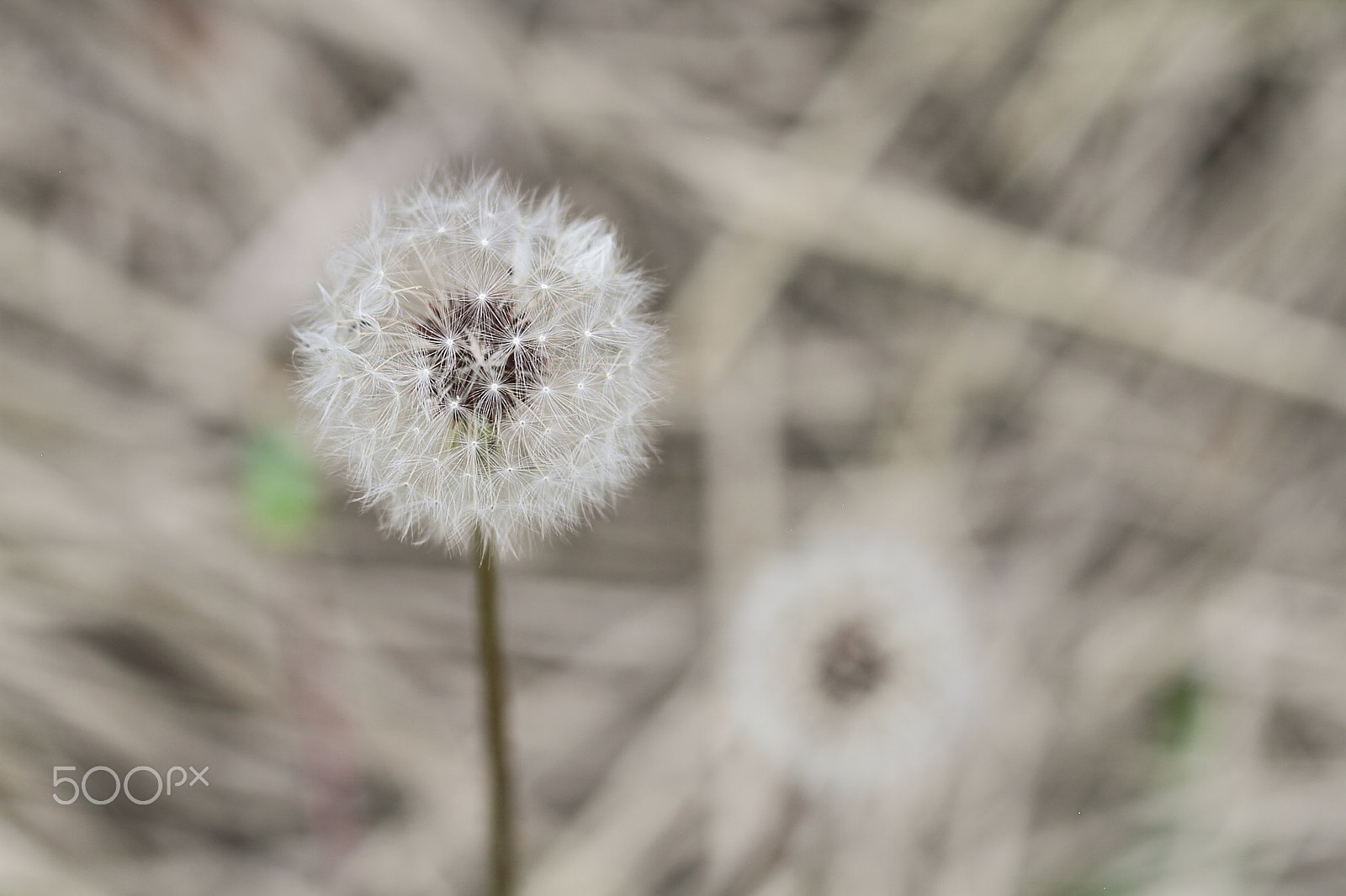 Canon EOS 7D + Canon EF 50mm F1.8 II sample photo. Dandelion seeds photography