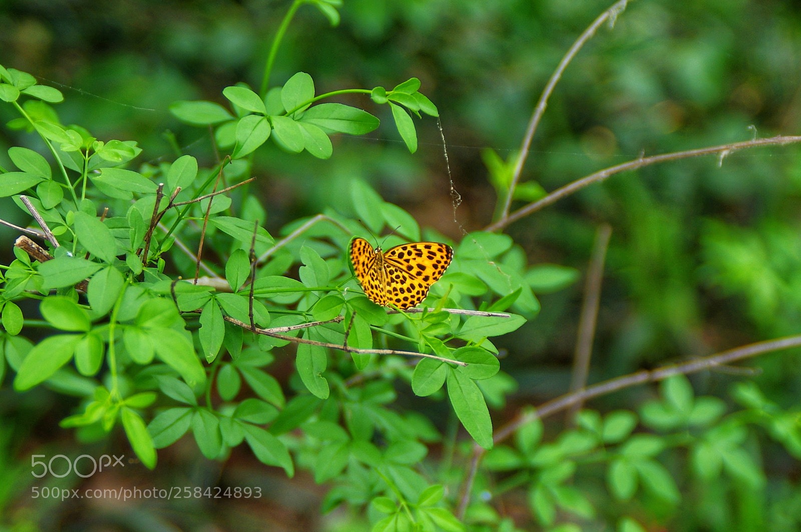 Pentax K-3 II sample photo. Untitled photography