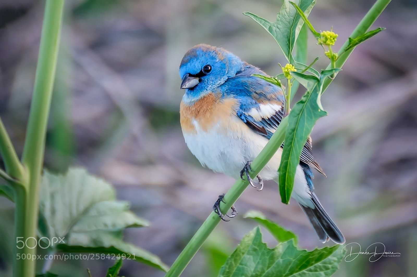 Fujifilm X-T2 sample photo. Lazuli bunting photography