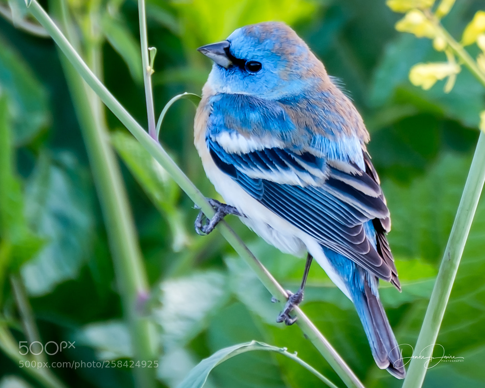 Fujifilm X-T2 sample photo. Lazuli bunting photography