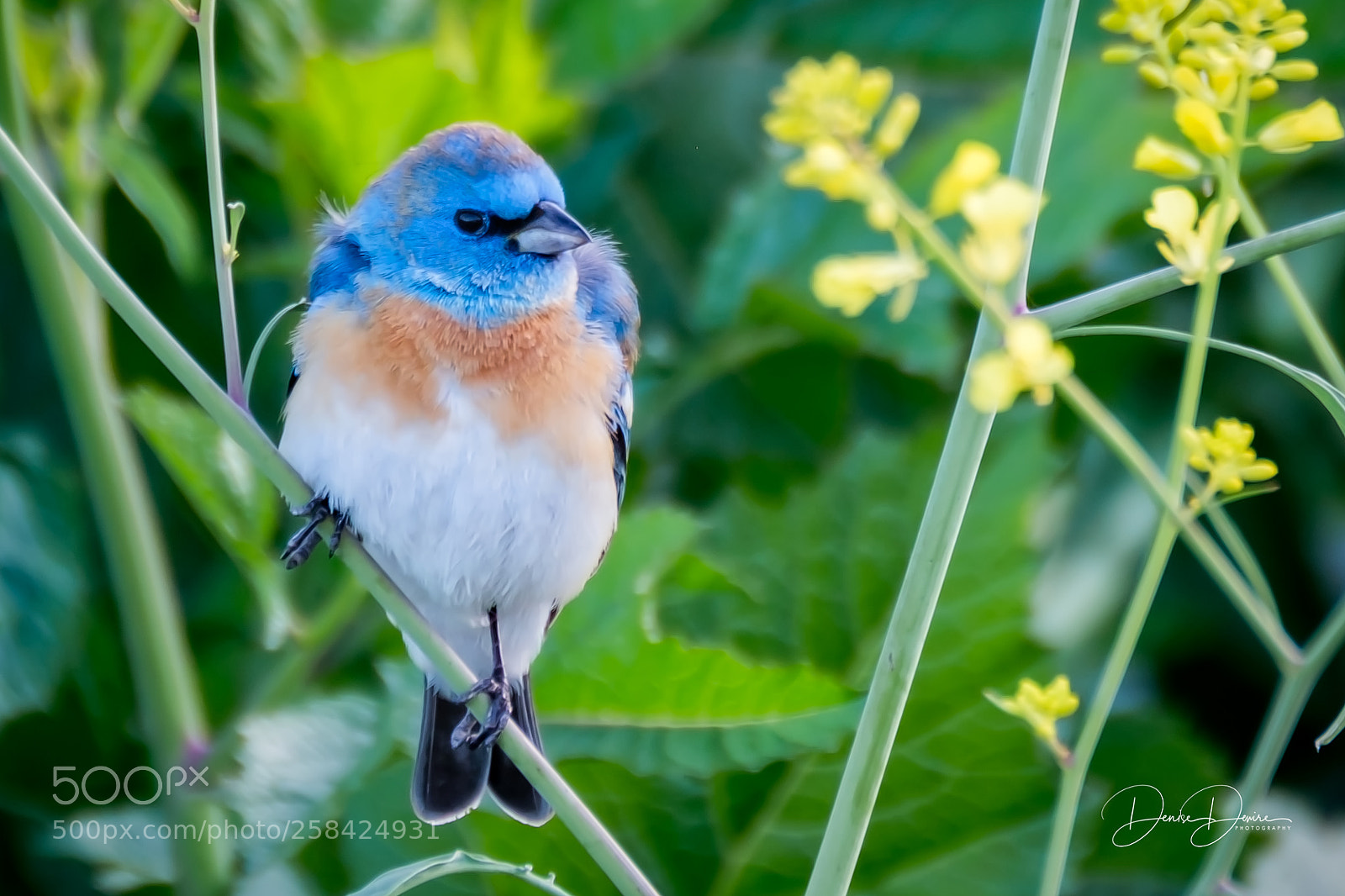 Fujifilm X-T2 sample photo. Lazuli bunting photography