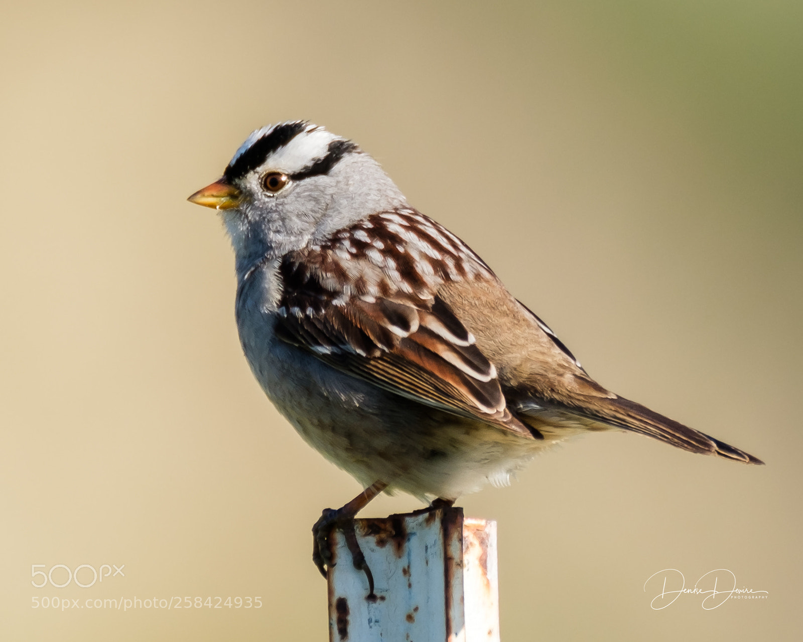 Fujifilm X-T2 sample photo. White crowned sparrow photography