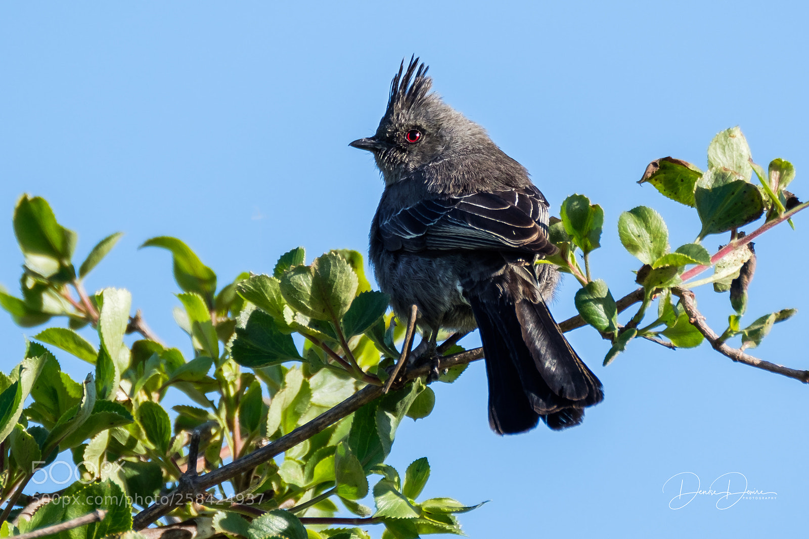 Fujifilm X-T2 sample photo. Phainopepla photography
