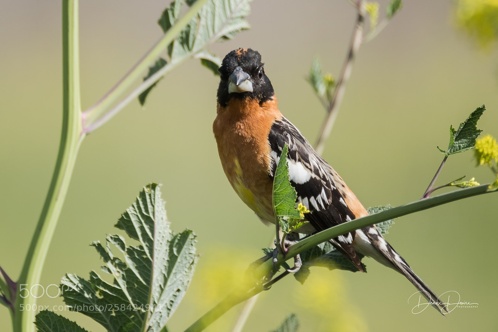 Fujifilm X-T2 sample photo. Black-headed grosbeak photography