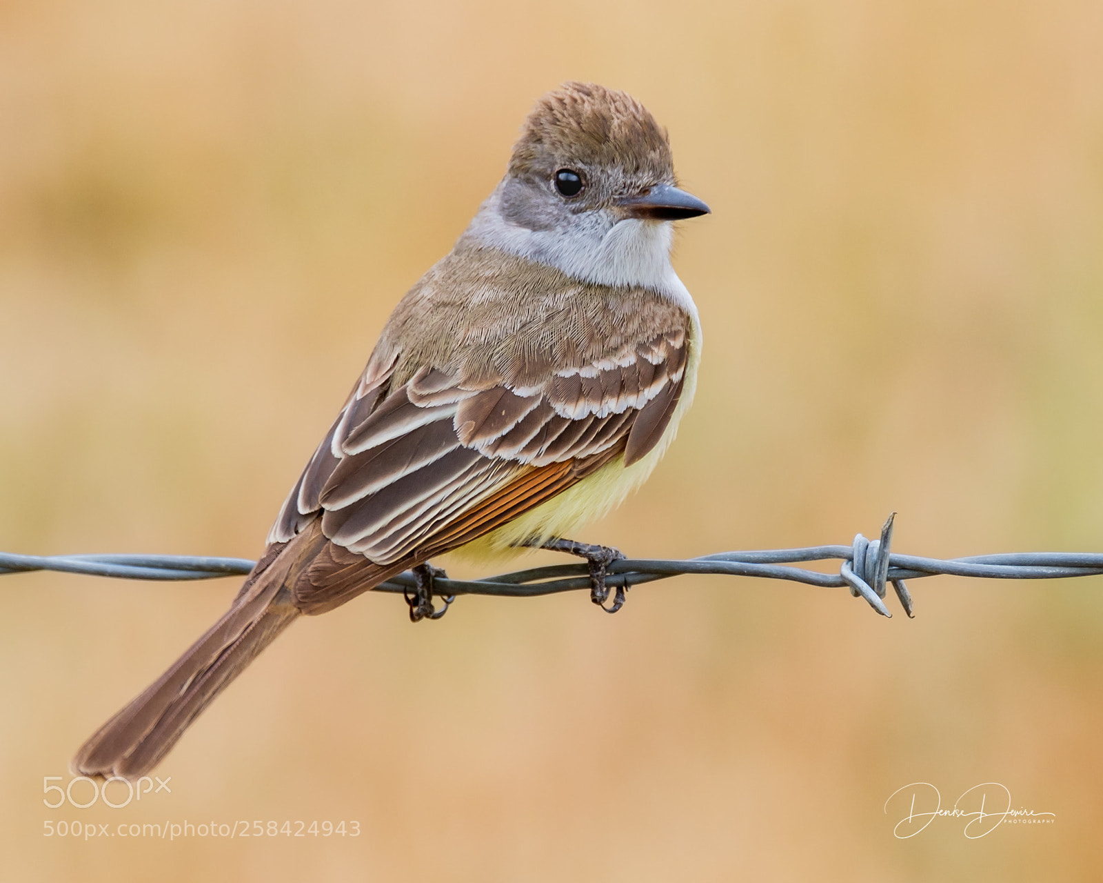 Fujifilm X-T2 sample photo. Ash-throated flycatcher photography