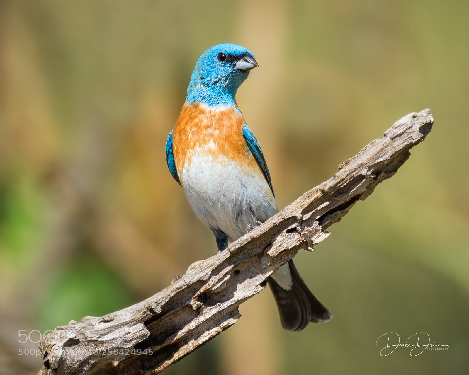Fujifilm X-T2 sample photo. Lazuli bunting photography