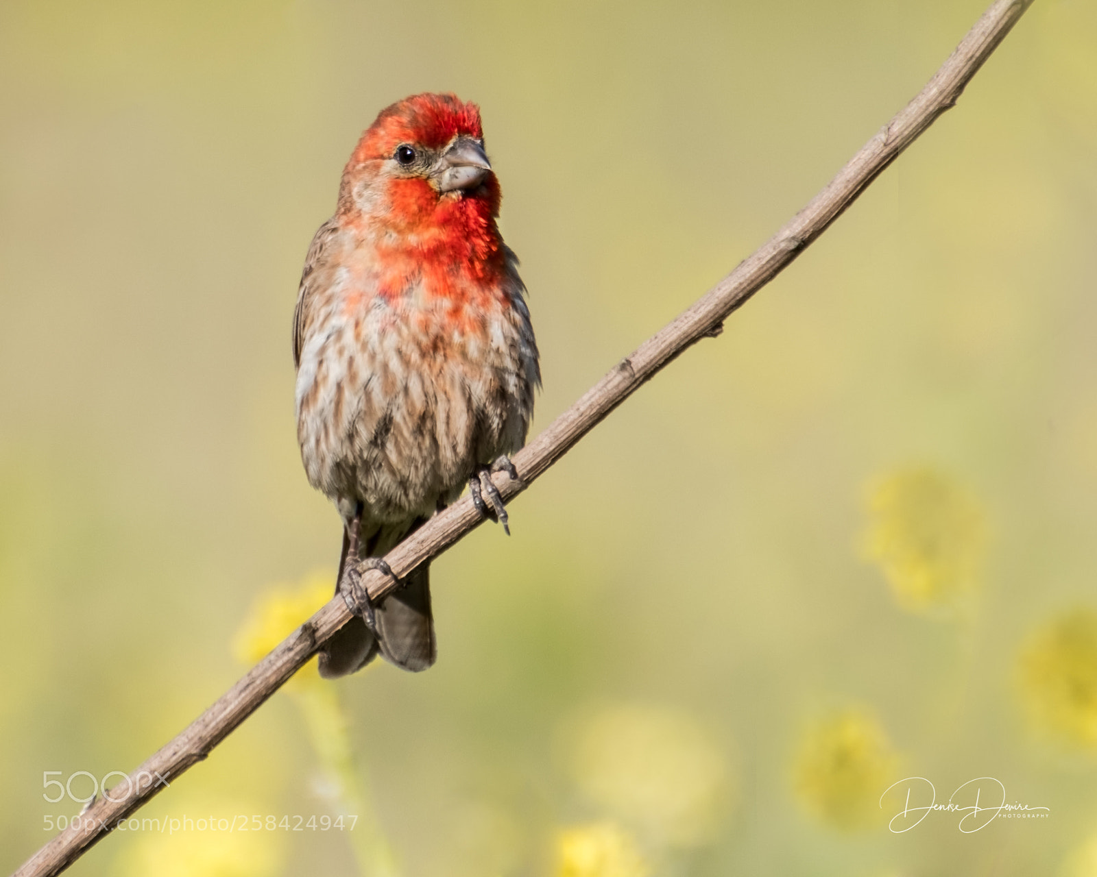 Fujifilm X-T2 sample photo. House finch photography