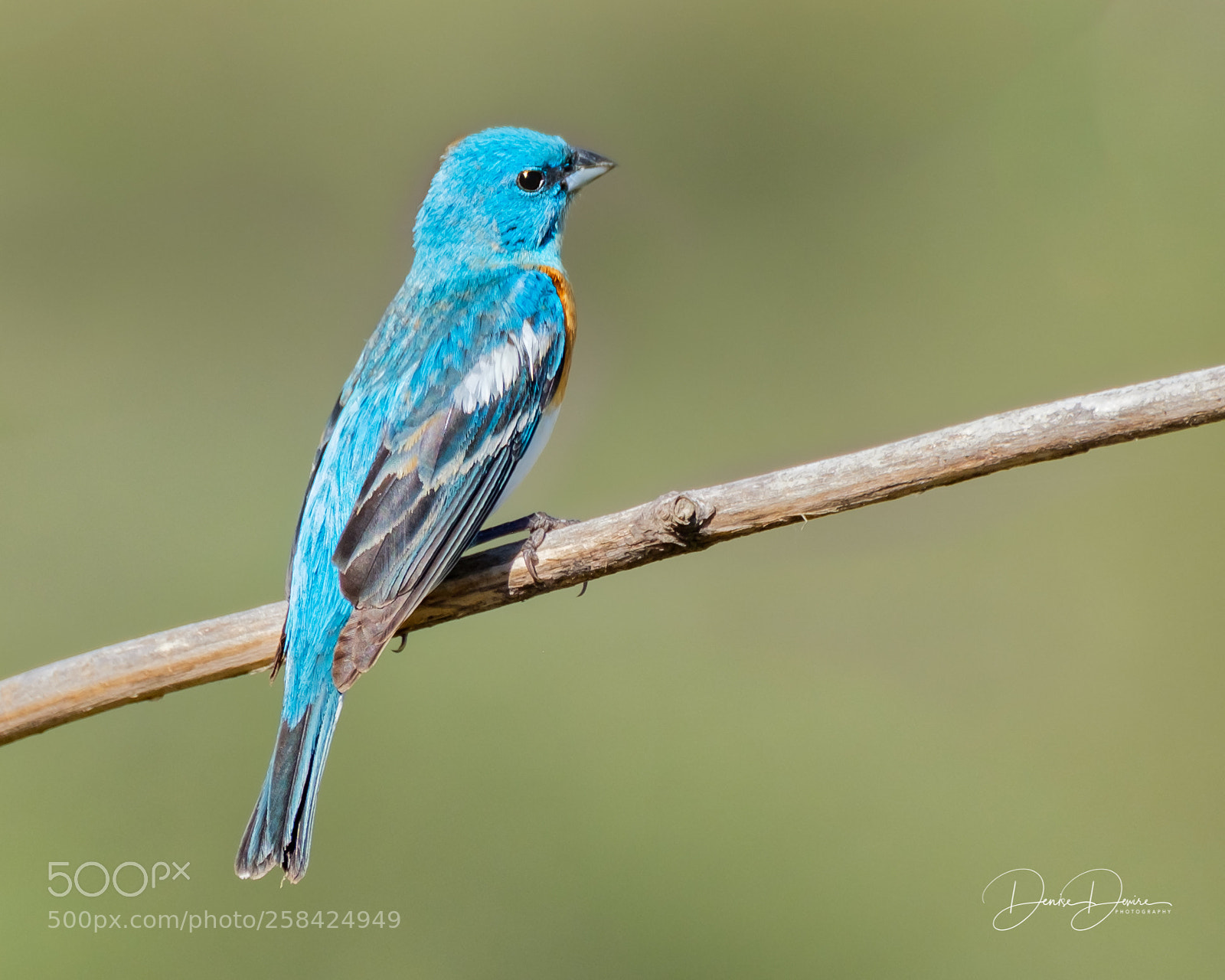 Fujifilm X-T2 sample photo. Lazuli bunting photography