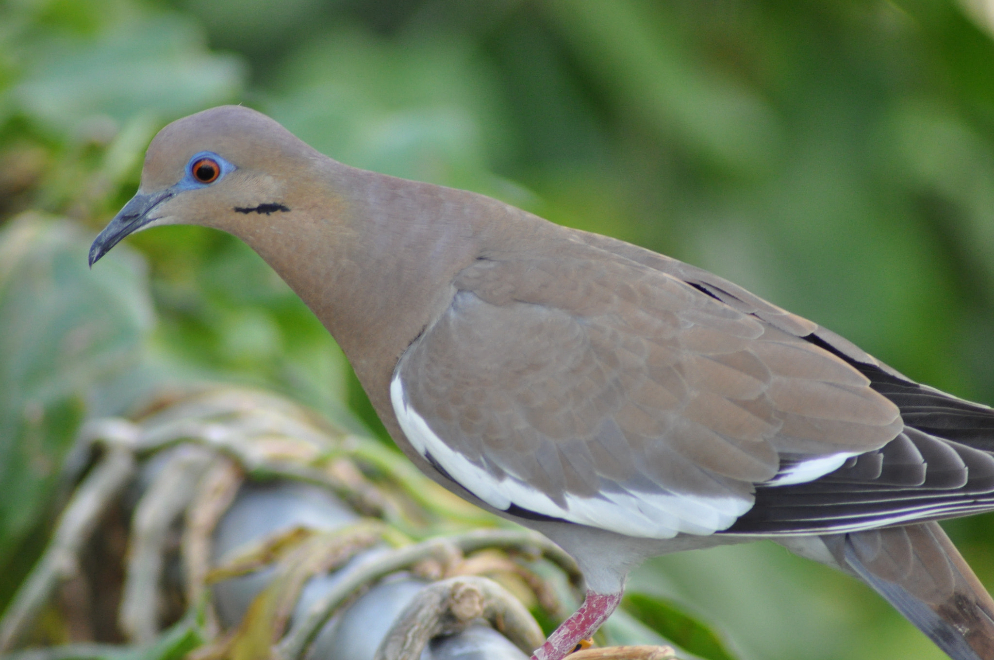Nikon D90 sample photo. Dove at cleveland botanical garden photography