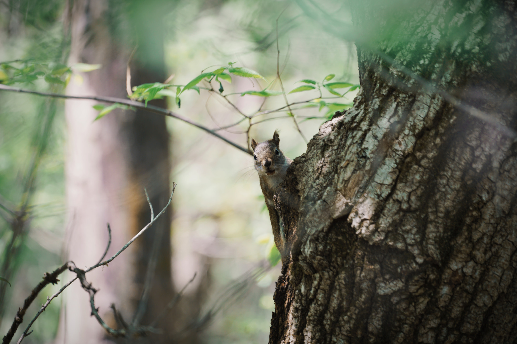 Sony a7R II + Sony FE 70-300mm F4.5-5.6 G OSS sample photo. I've been spotted. photography