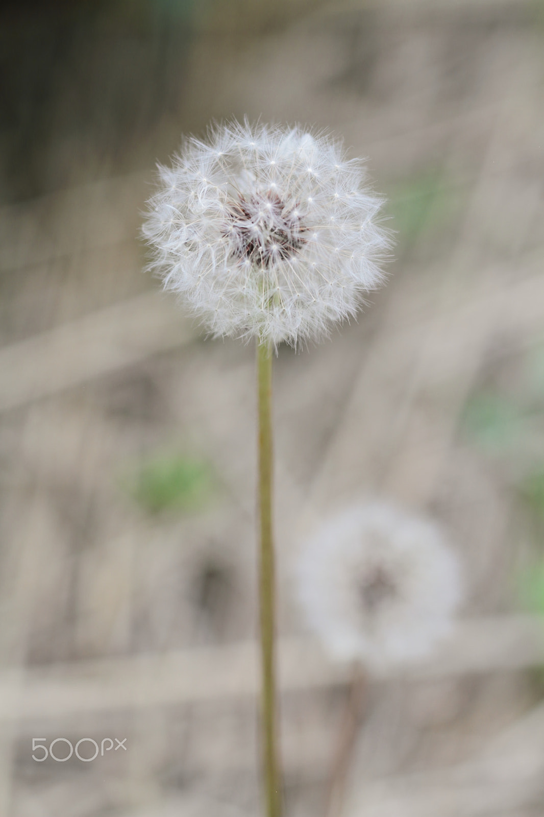 Canon EOS 7D + Canon EF 50mm F1.8 II sample photo. Dandelion seeds photography