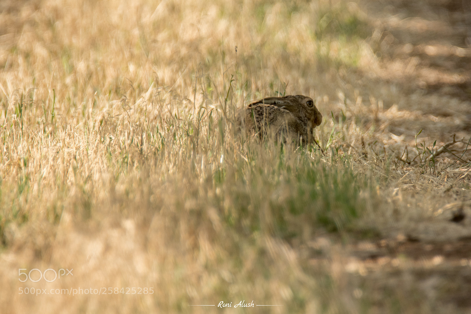 Nikon D500 sample photo. Camouflage - common hare photography