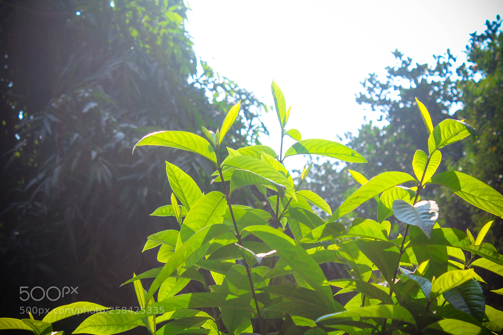 Canon EOS 1200D (EOS Rebel T5 / EOS Kiss X70 / EOS Hi) sample photo. Green earth photography