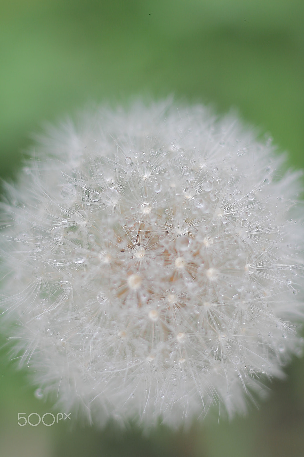 Canon EOS 7D + Canon EF 50mm F1.8 II sample photo. Dandelion seeds photography