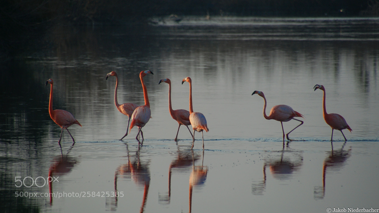 Sony ILCA-77M2 sample photo. Phoenicopterus ruber (kubaflamingo) photography