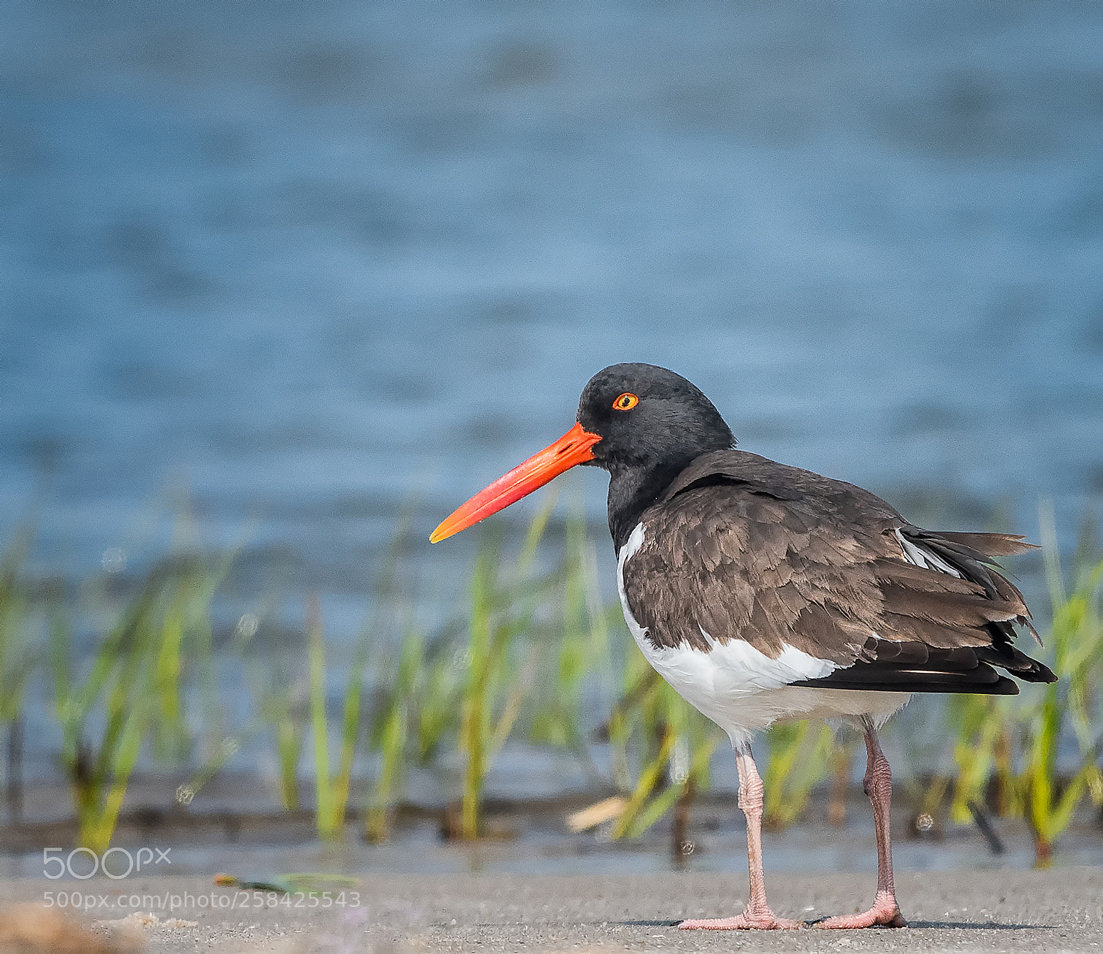 Nikon D810 sample photo. American oystercatcher photography