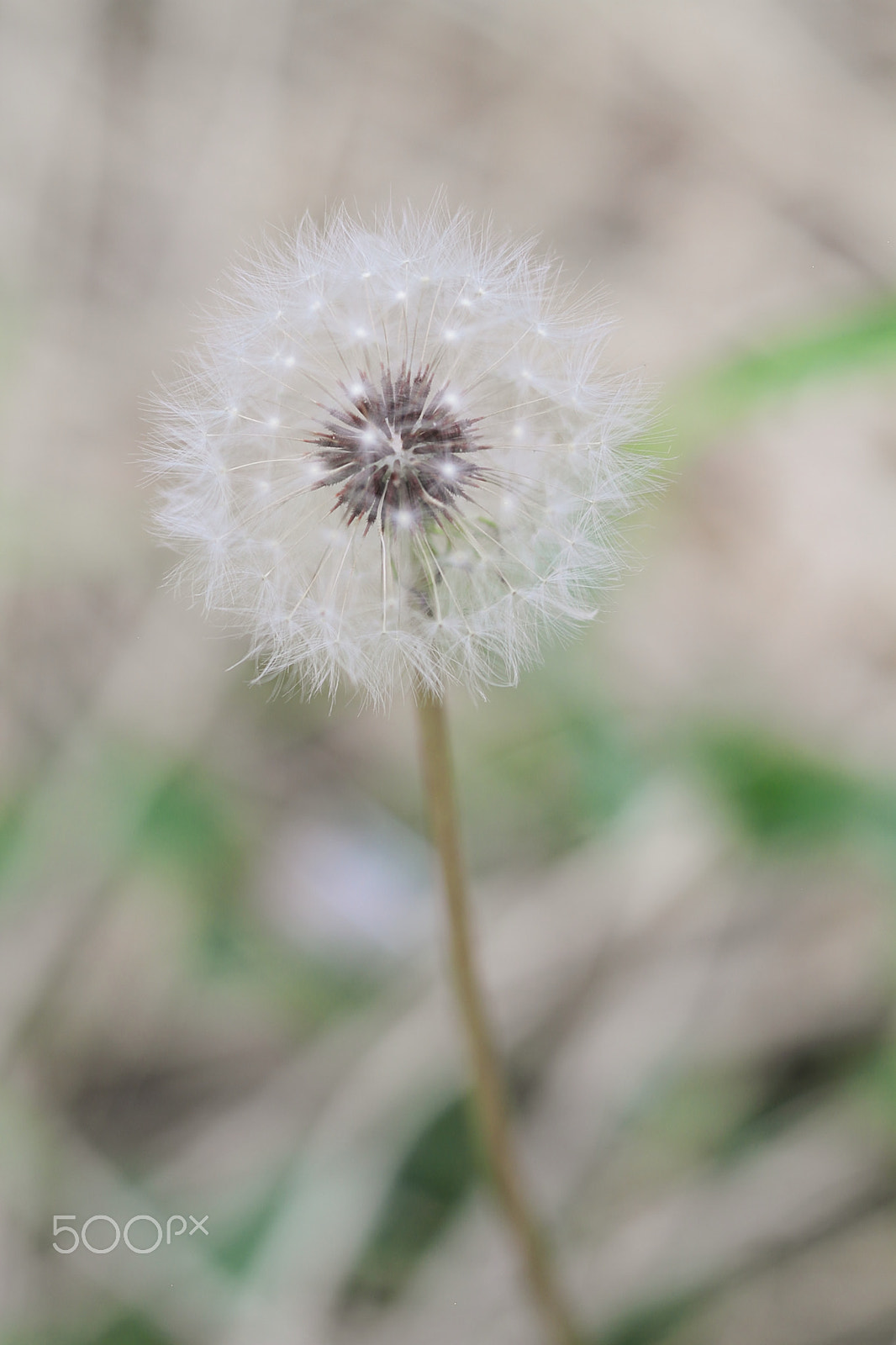 Canon EF 50mm F1.8 II sample photo. Dandelion seeds photography