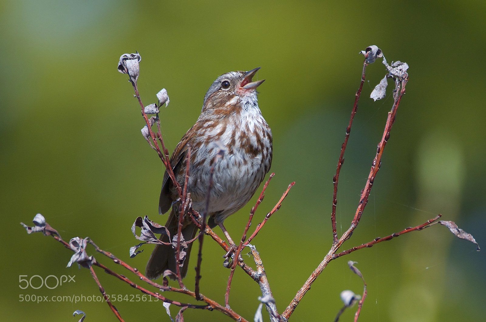 Nikon D7000 sample photo. Song sparrow photography