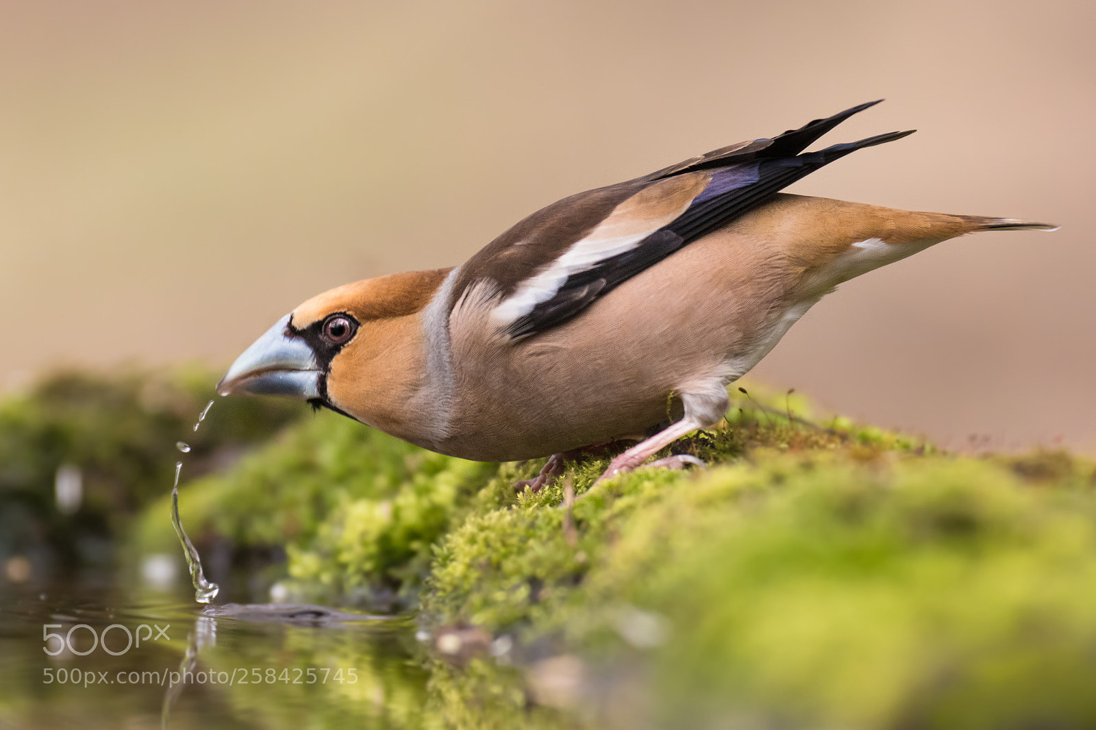 Canon EOS 80D sample photo. The gargoyle (hawfinch) photography
