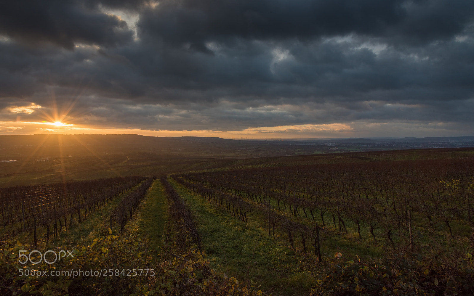 Nikon D750 sample photo. Sunrise over the vineyard photography