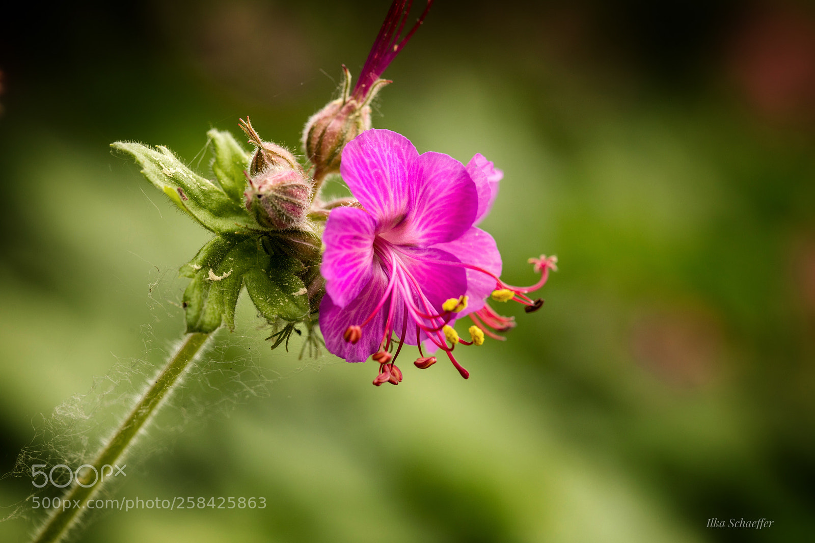 Canon EOS 5D Mark IV sample photo. Allein photography